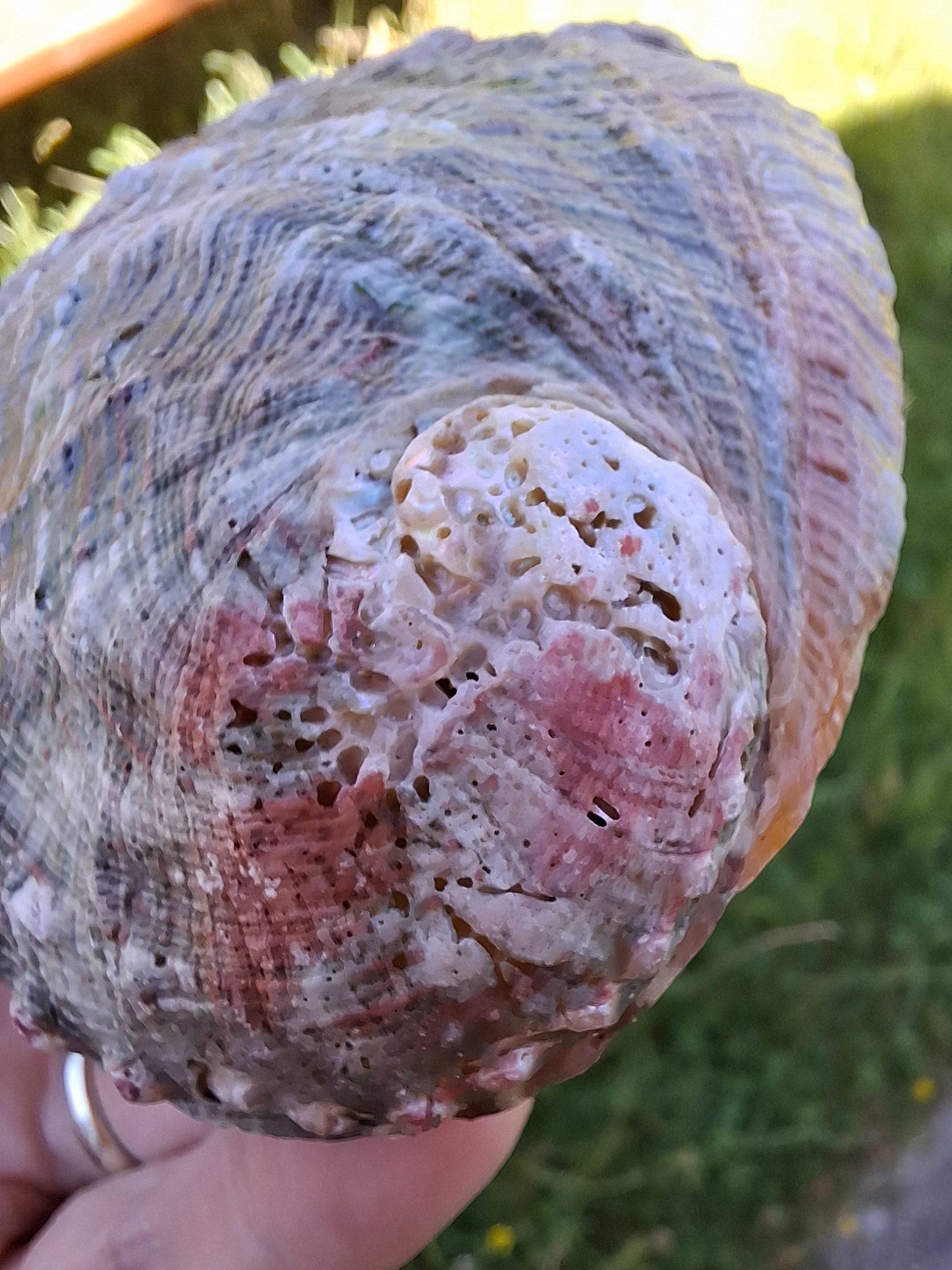 Abalone Shell, (Ref: SH1)