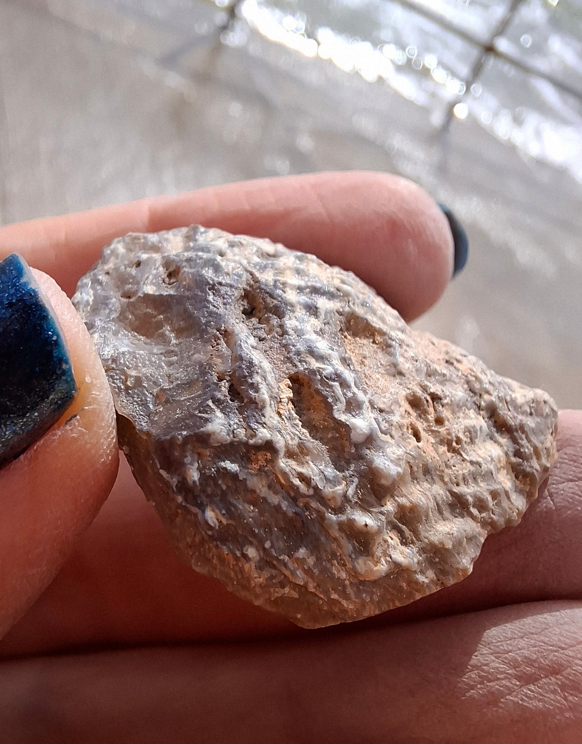 Chalcedony Oyster, Fossil (Ref: FO7)