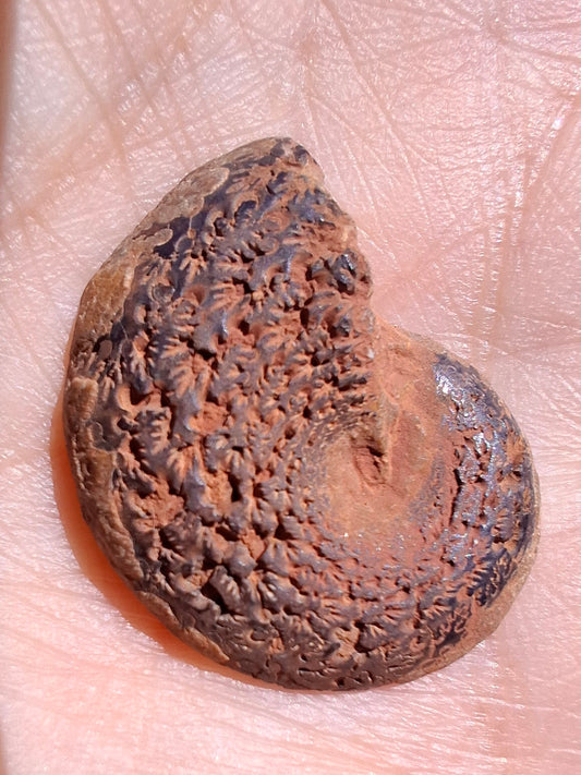 Small Haematite Ammonite HALF, 2.55g, Fossil (Ref: MA8)