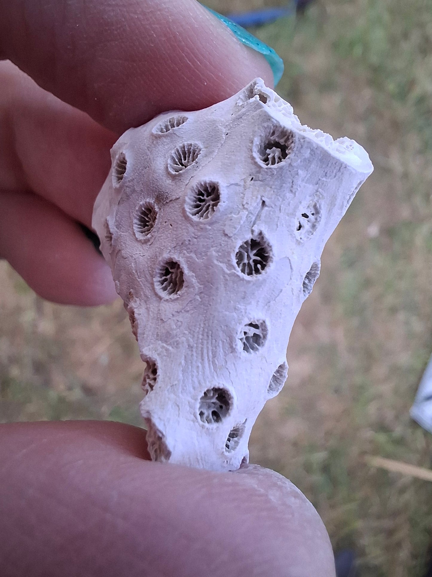 Fossil Coral, (Ref: FC1)