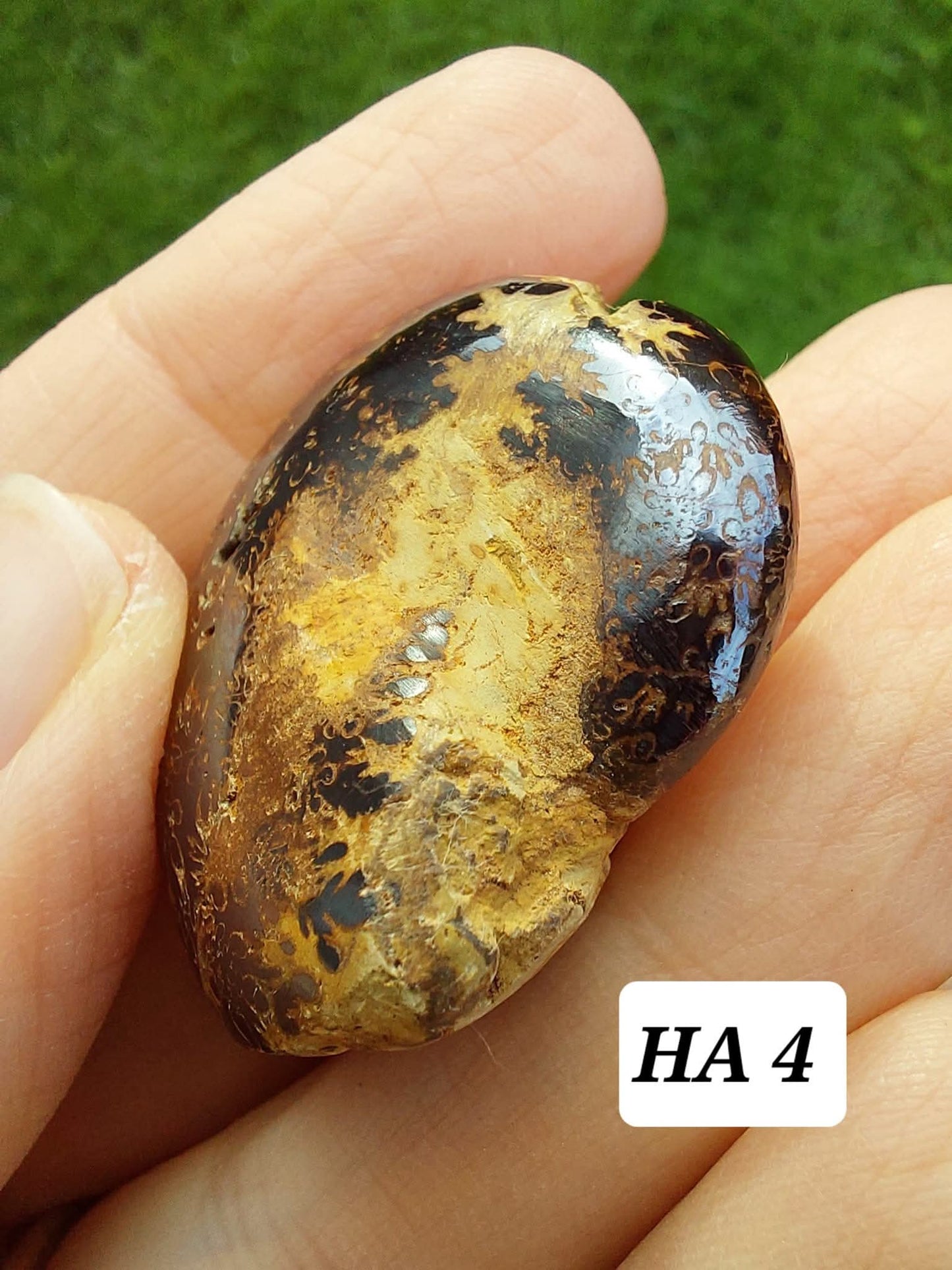 Hematite Ammonite, 18.26g, Fossil (Ref: HA4)