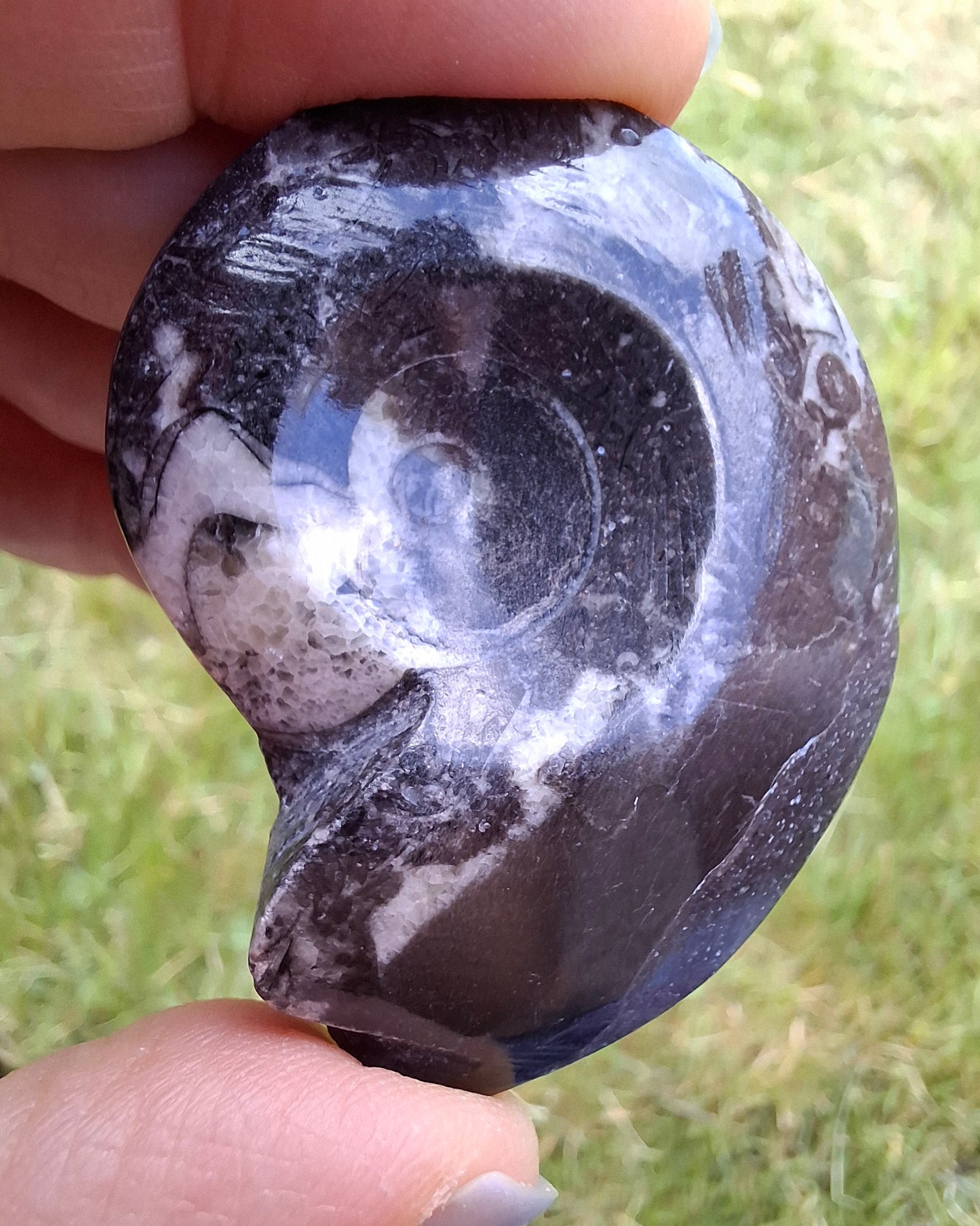 Goniatite, Fossil (Ref: GA5)