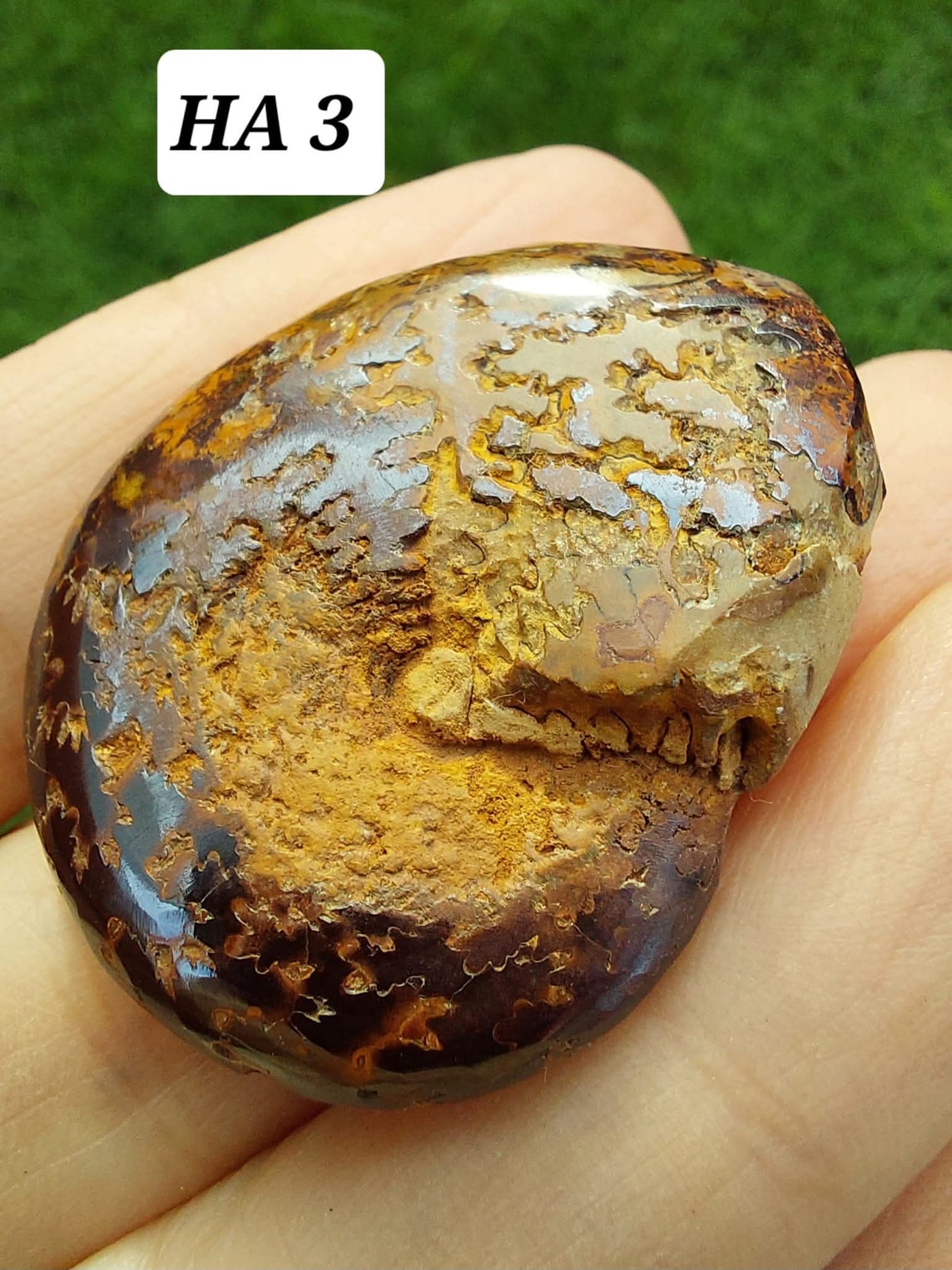 Hematite Ammonite, 16.00g, Fossil (Ref: HA3)