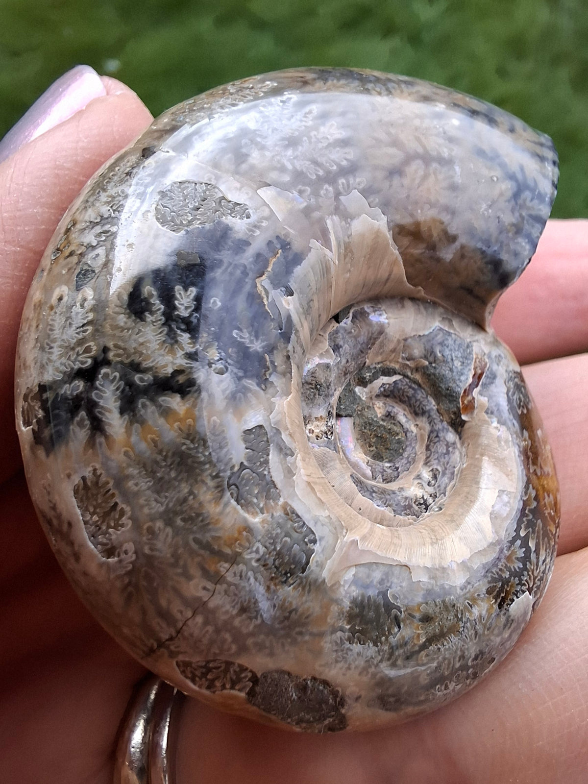 Polished Ammonite, Fossil (Ref: AMM1)