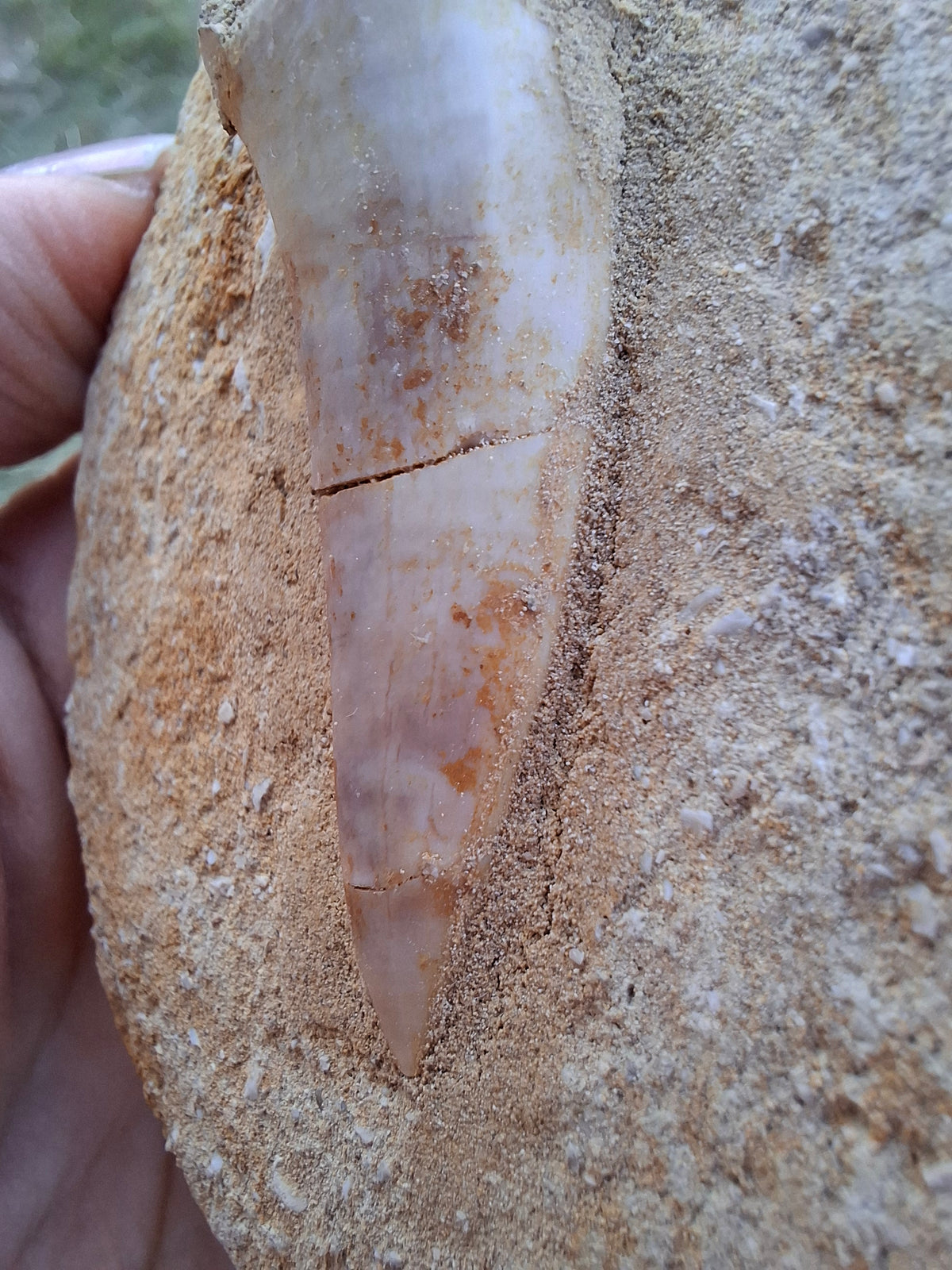 Enchodus Sabre Tooth, Fossil (Ref: ES5)