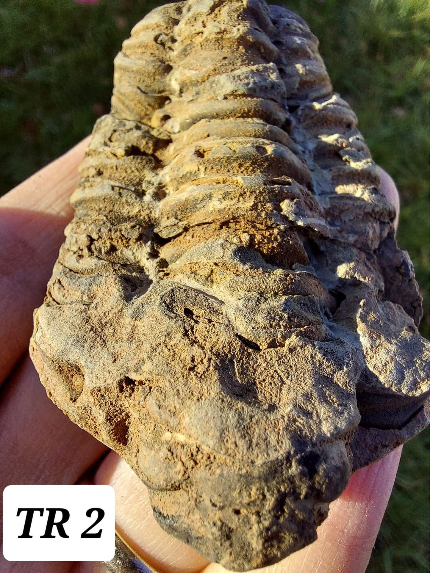Trilobite (Flexicalymene), 62.33g, Fossil (Ref: TR2)