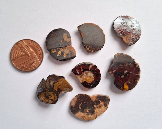 Small Haematite Ammonite Halves BUNDLE, (7 pcs), Fossil (Ref: MA13)