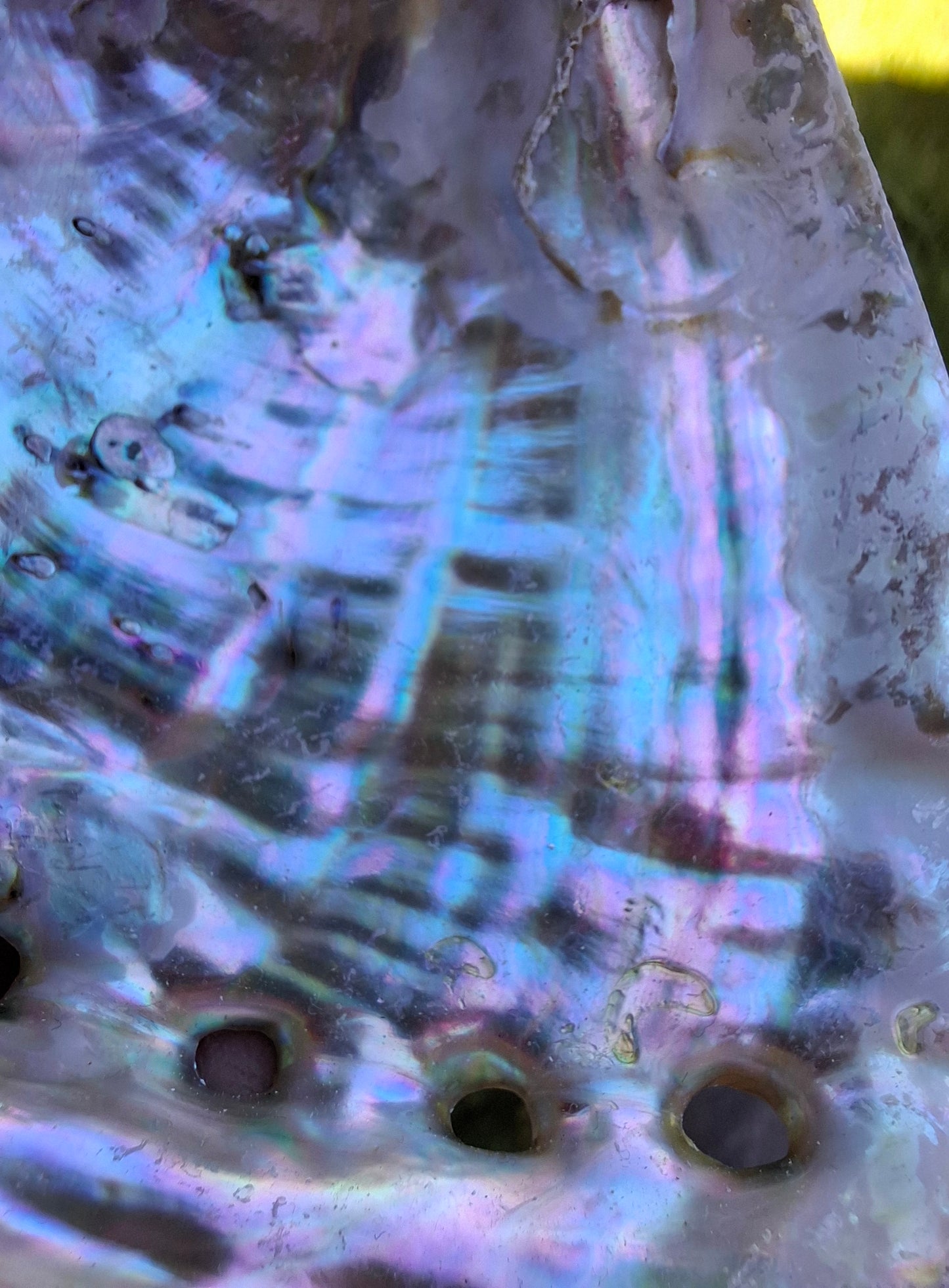 Abalone Shell, (Ref: SH1)