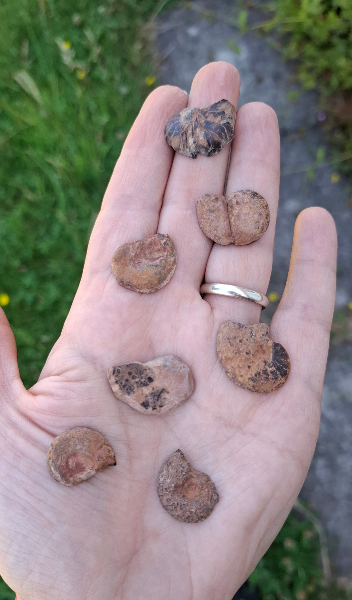 Small Haematite Ammonite Halves BUNDLE, (7 pcs), Fossil (Ref: MA13)