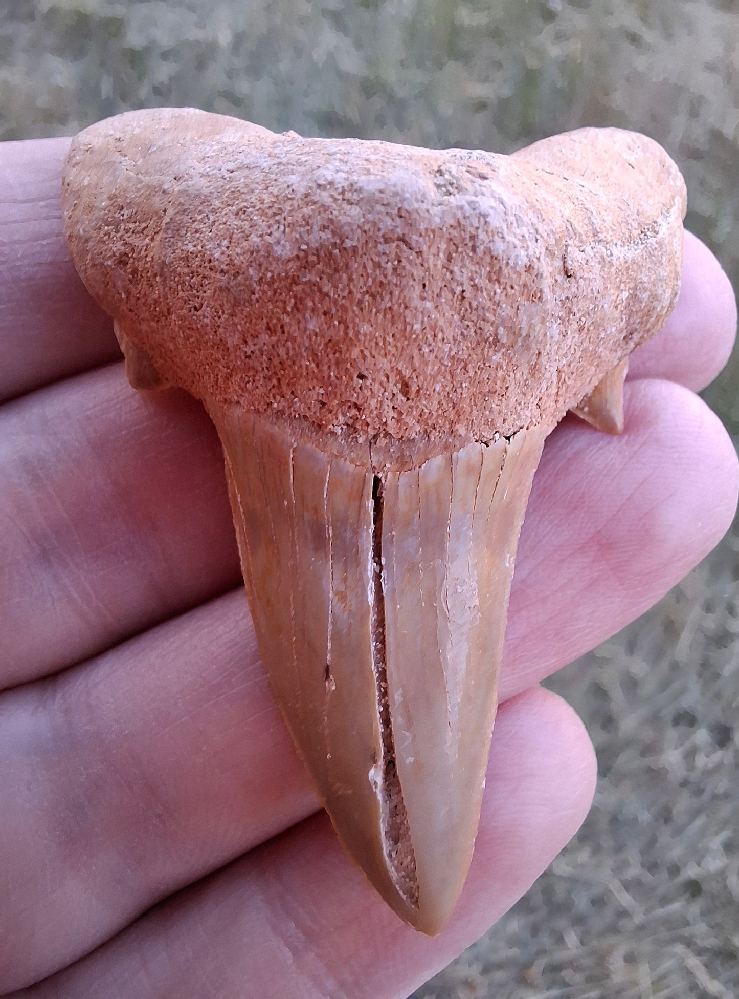 Otodus Shark Tooth, Fossil (Ref: OT 7)