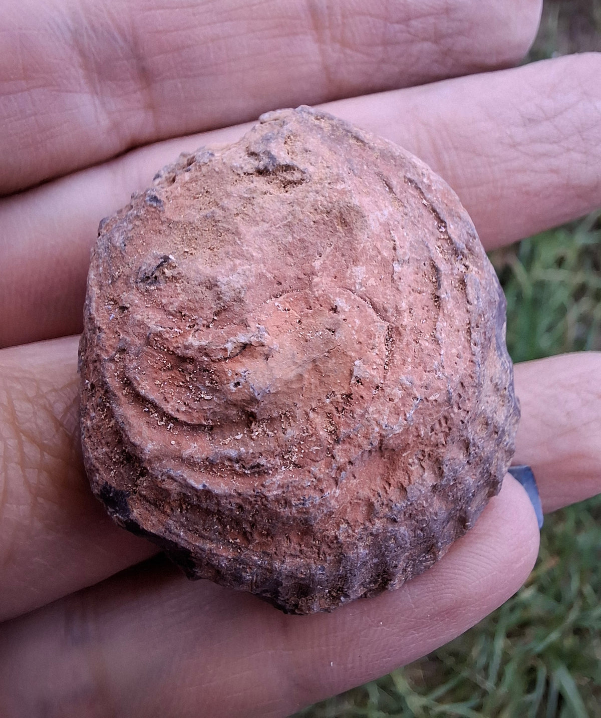 Chalcedony Oyster, Fossil (Ref: FO9)