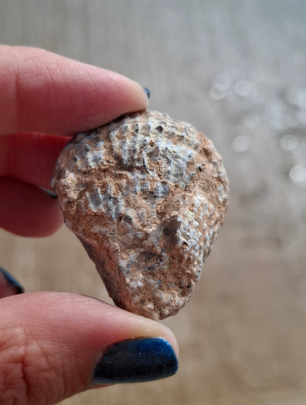 Chalcedony Oyster, Fossil (Ref: FO8)