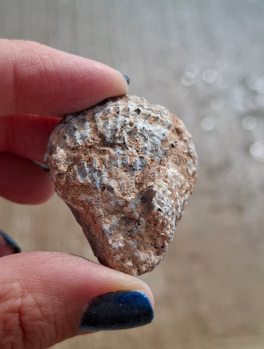 Chalcedony Oyster, Fossil (Ref: FO8)