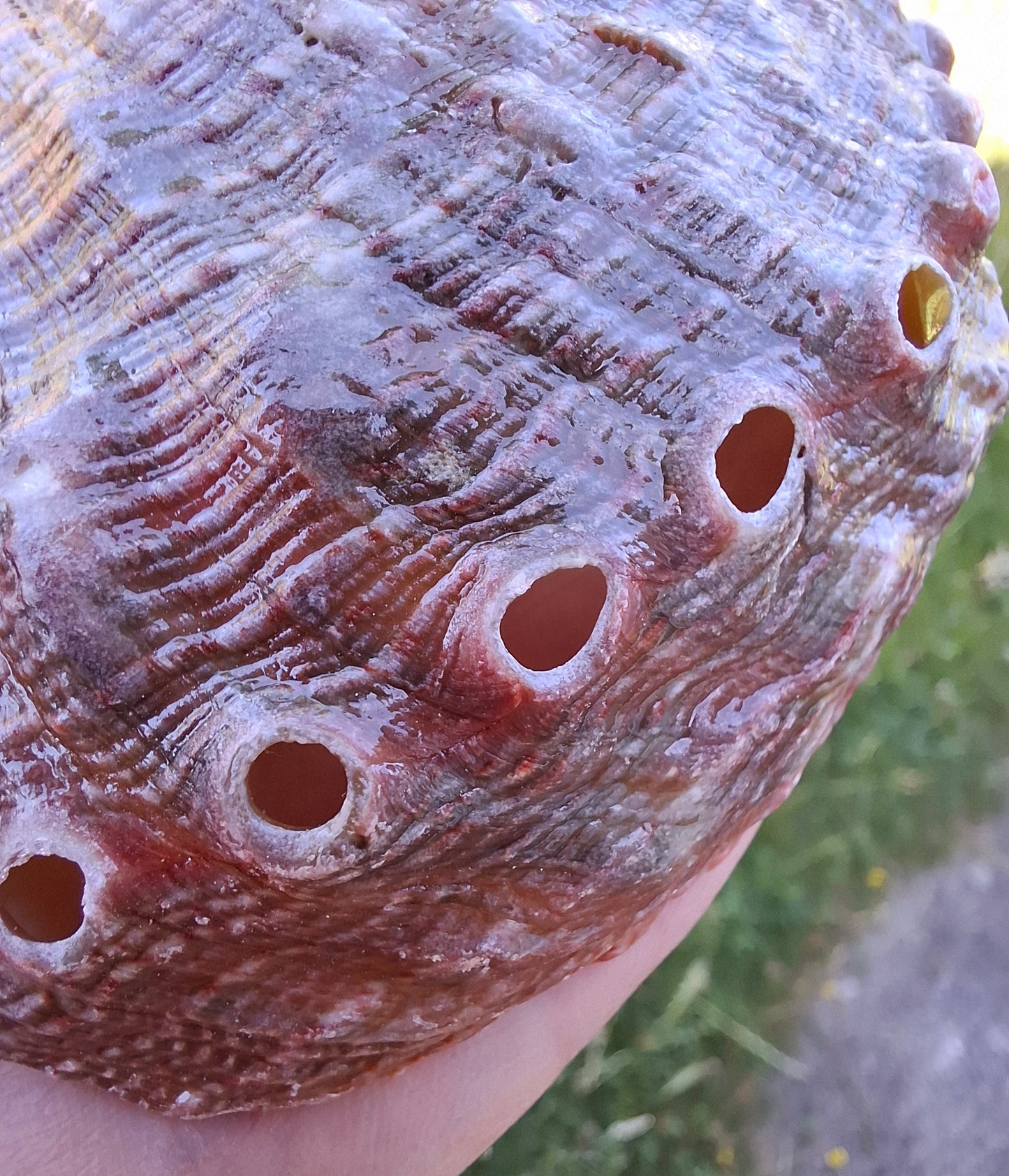 Abalone Shell, (Ref: SH3)
