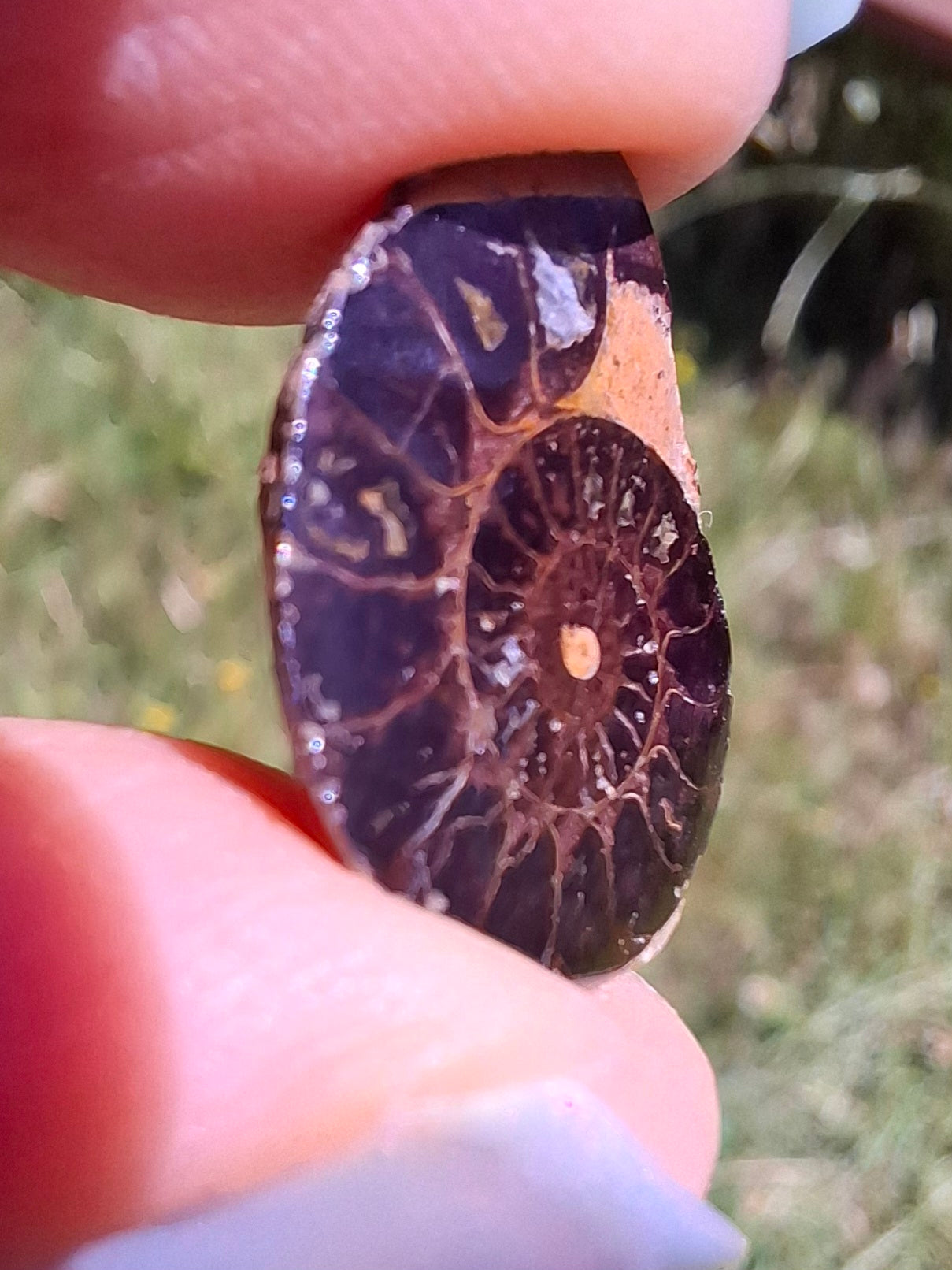 Small Haematite Ammonite HALF, 1.36g, Fossil (Ref: MA12)