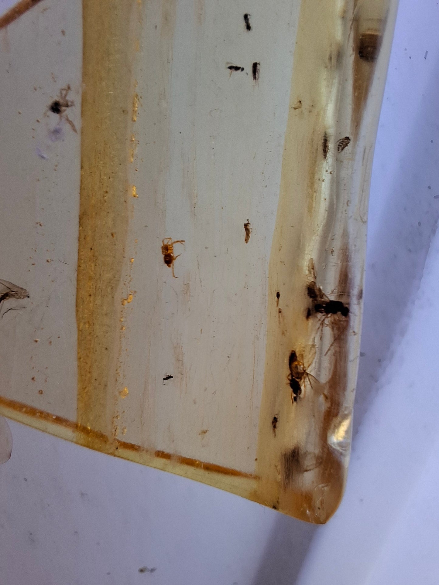 Copal Young Amber with INSECTS inside, 8.39g, Fossil (Ref: CA31)