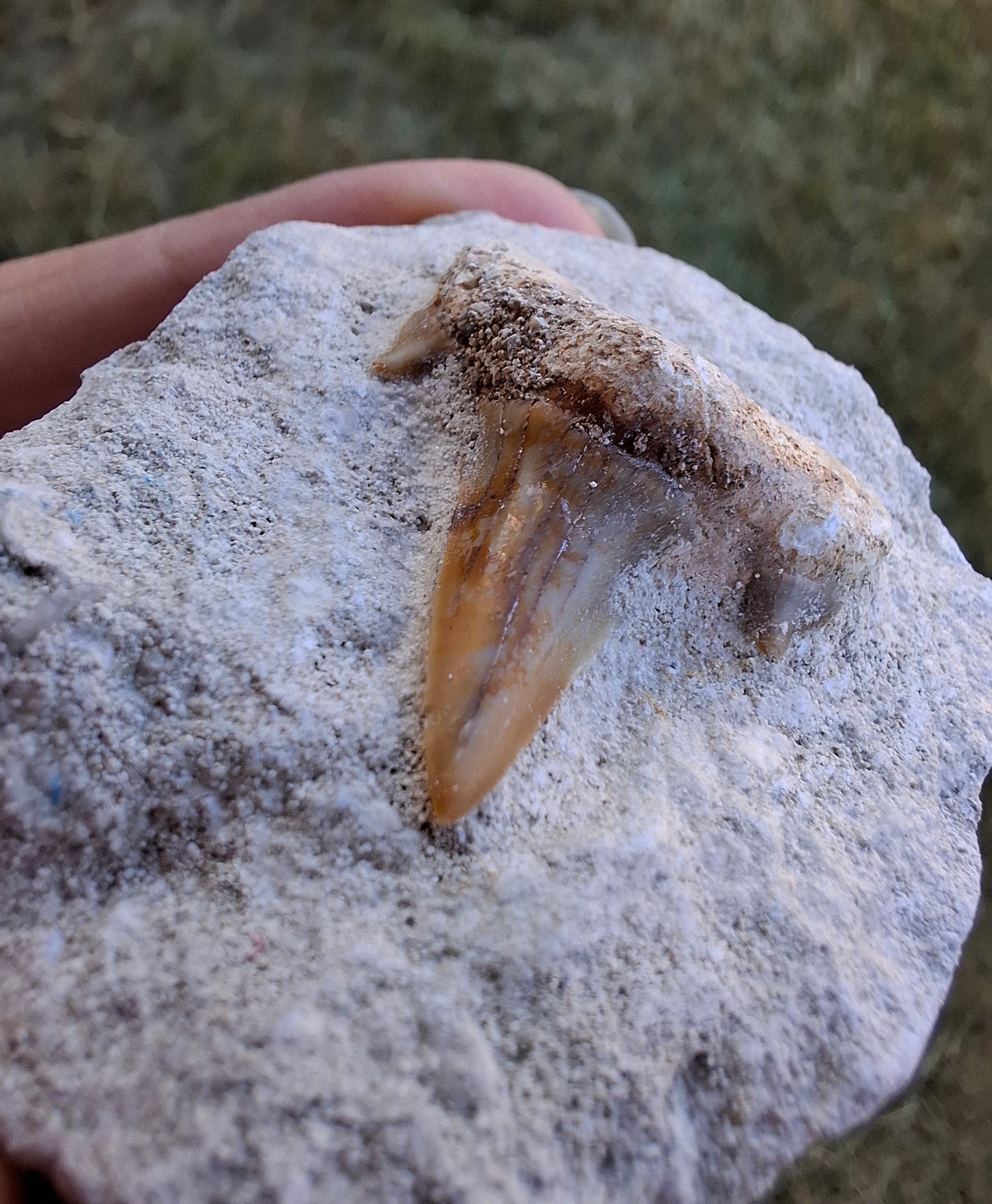 Otodus Shark Tooth in rock, Fossil (Ref: OT1)