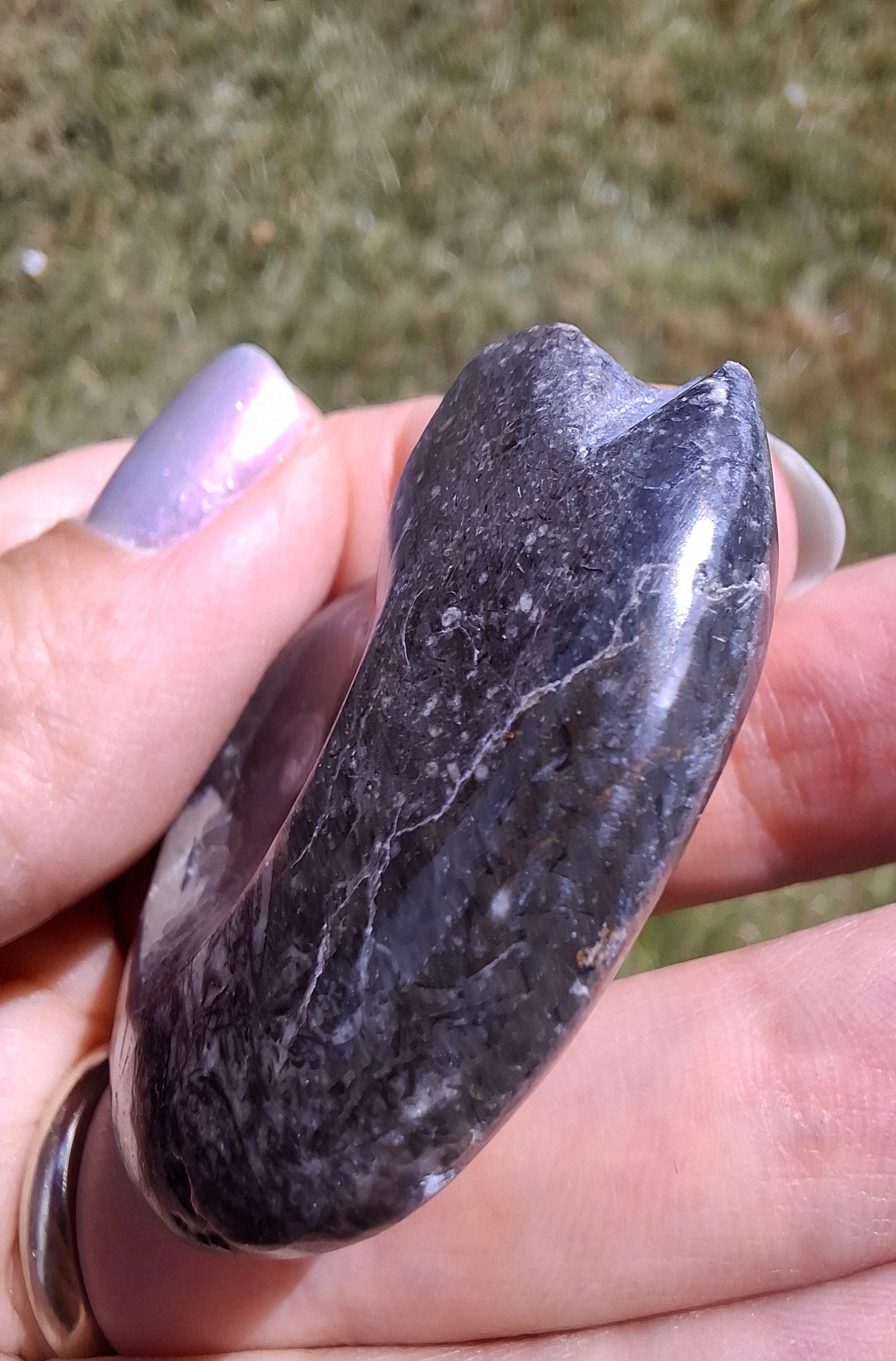 Goniatite, Fossil (Ref: GA9)