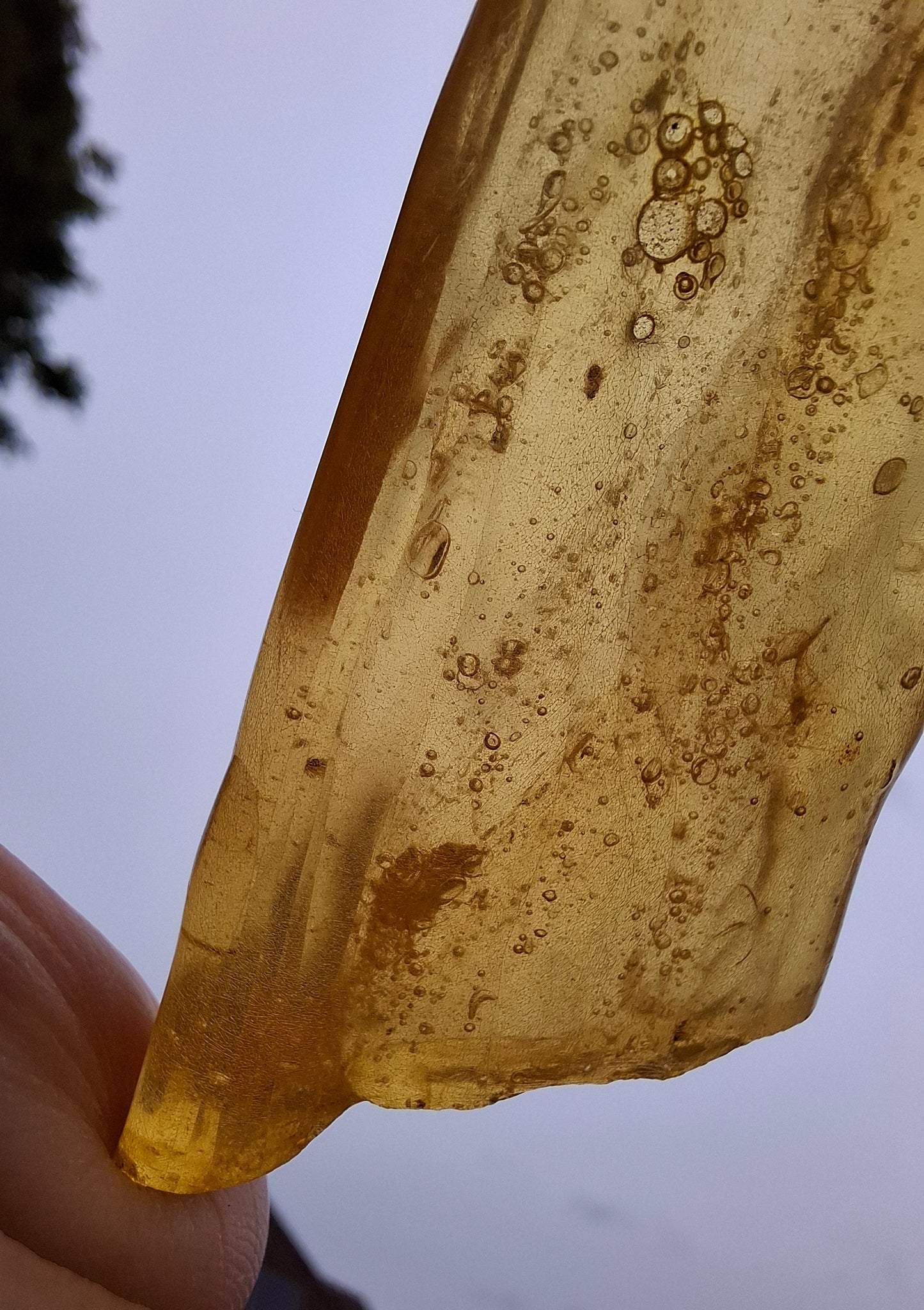 Copal Young Amber with INSECTS inside, 18.29g, Fossil (Ref: CA33)