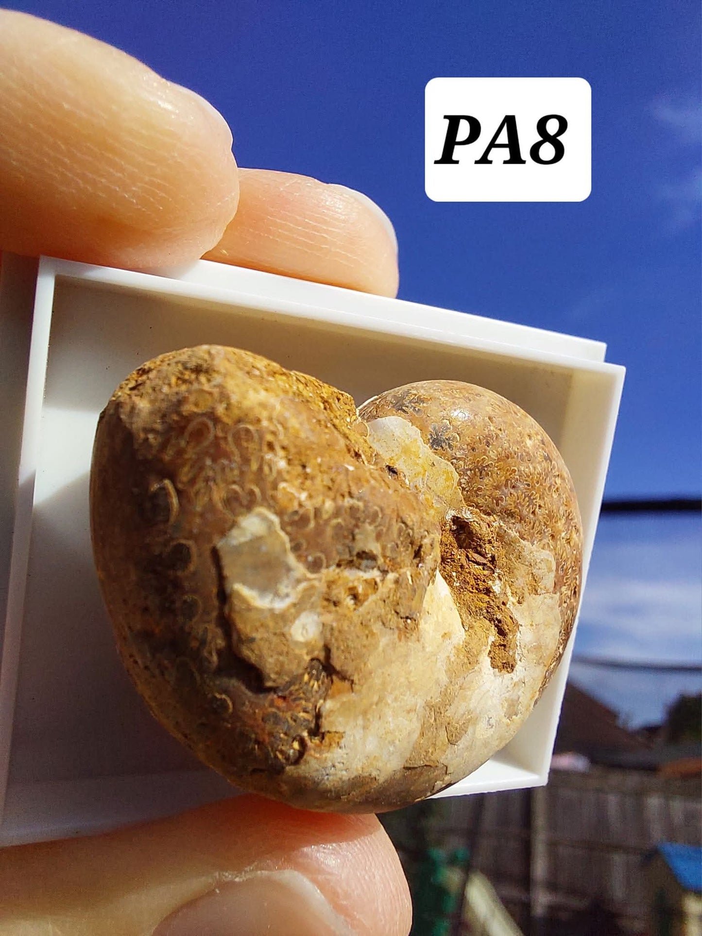 Phylloceras Ammonite, Fossil (Ref: PA8)