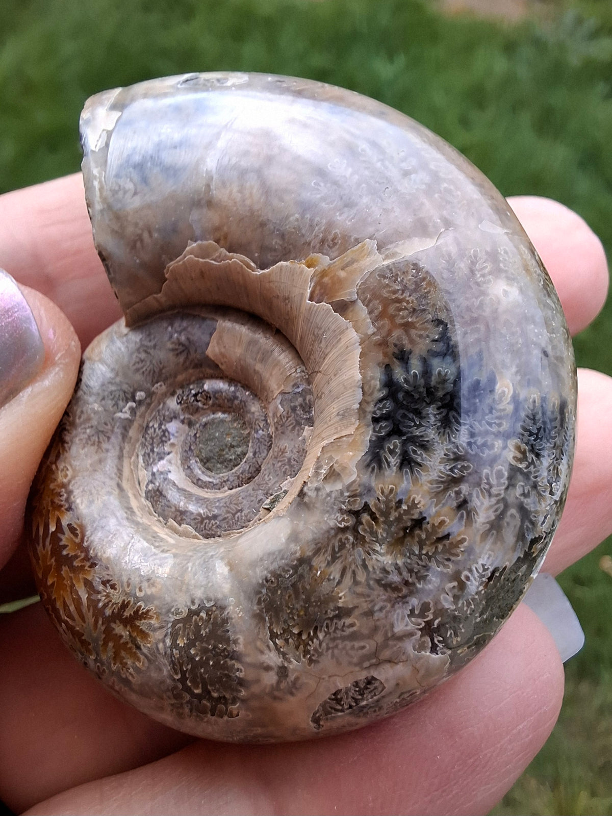 Polished Ammonite, Fossil (Ref: AMM1)