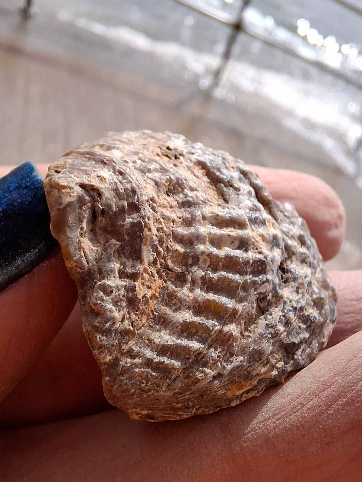 Chalcedony Oyster, Fossil (Ref: FO7)