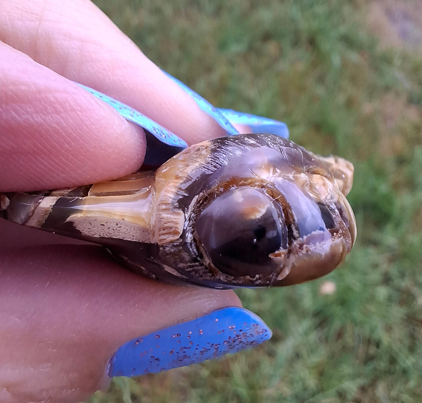 Red Amber Honey Bee Carving, 6.93g, Fossil (Ref: Bee33)