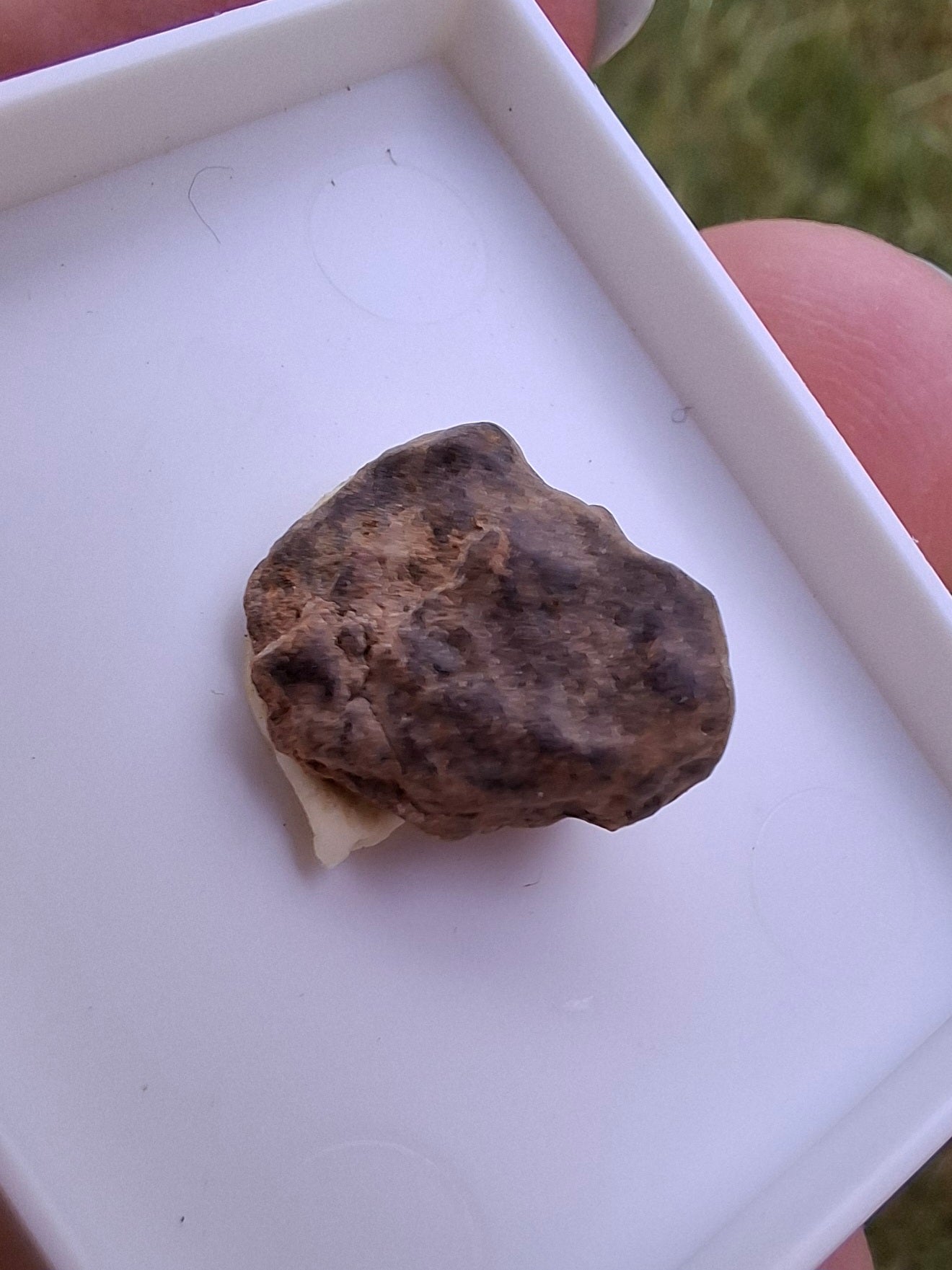 Chondrite, Meteorite (Ref: CM5)