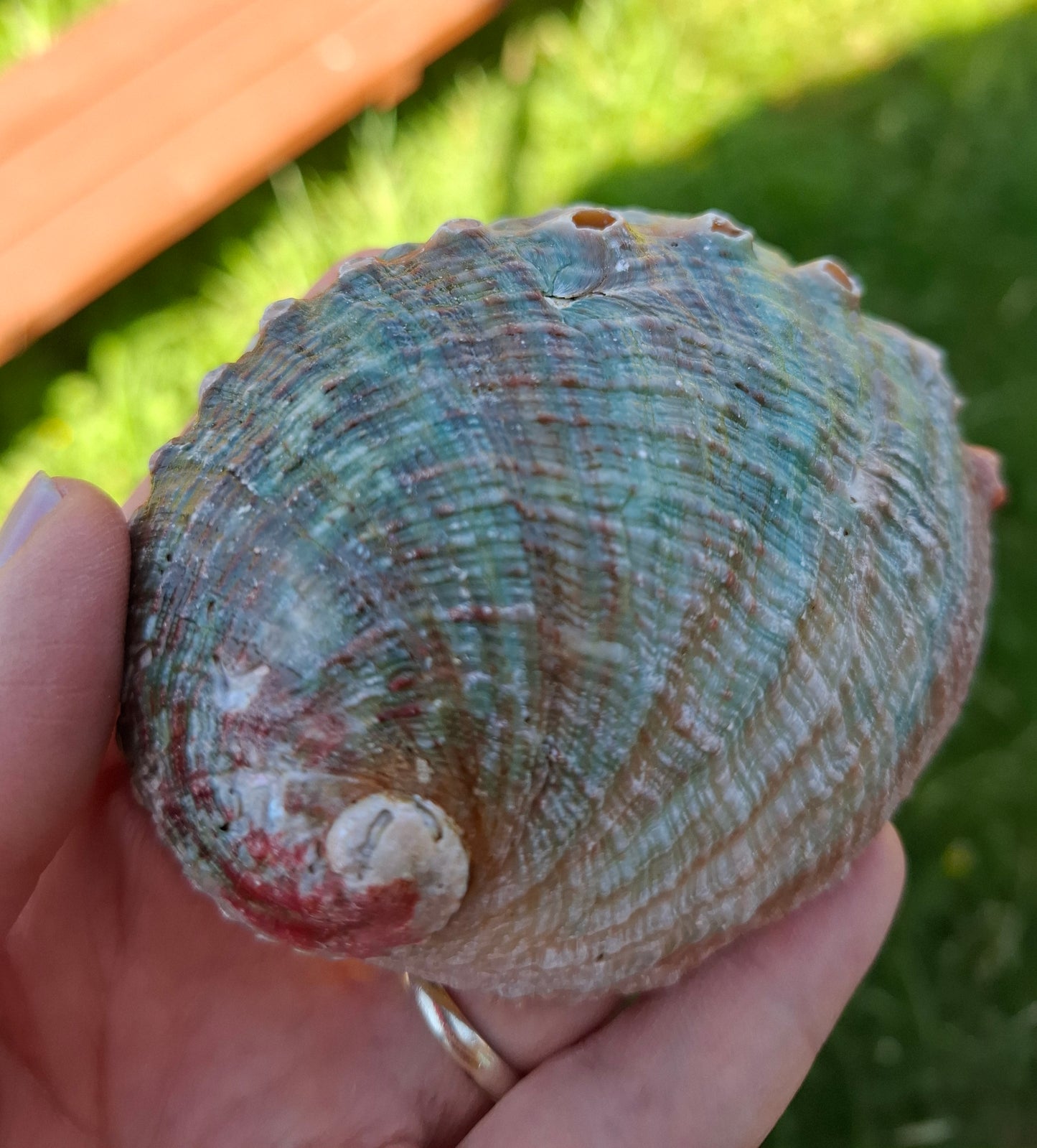 Abalone Shell, (Ref: SH2)