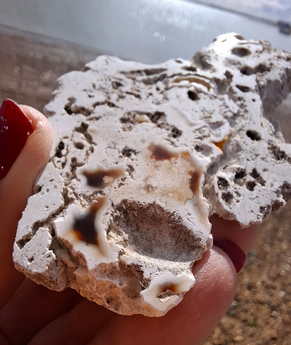 Fossilised Coral replaced by Chalcedony/Agate, Fossil (Ref: FCA1)