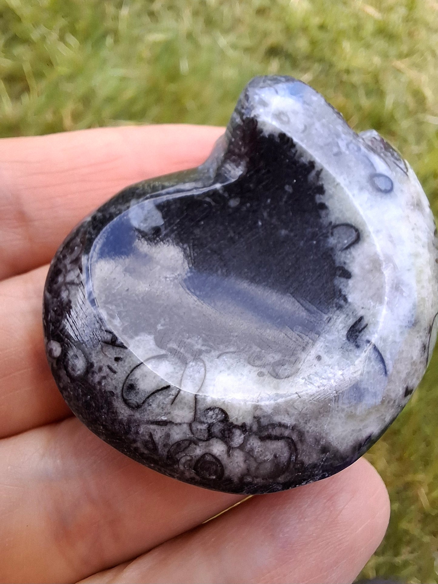 Goniatite, Fossil (Ref: GA4)
