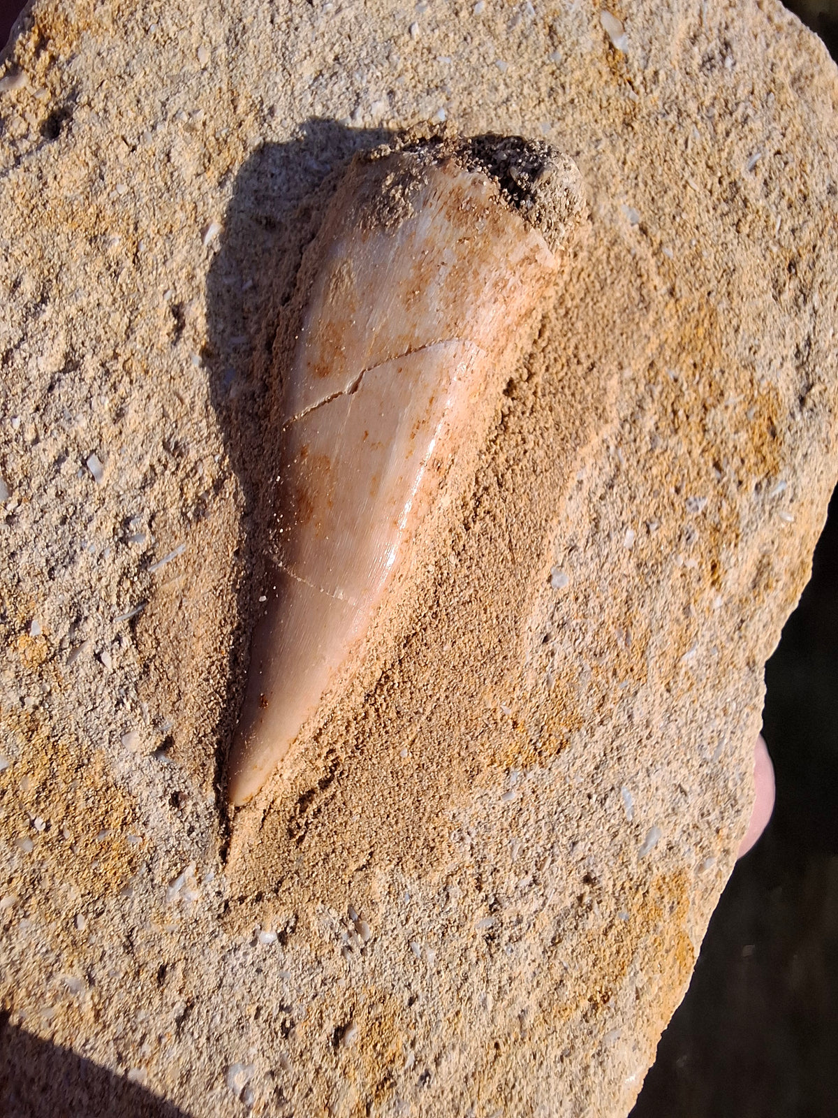 Enchodus Sabre Tooth, Fossil (Ref: ES3)