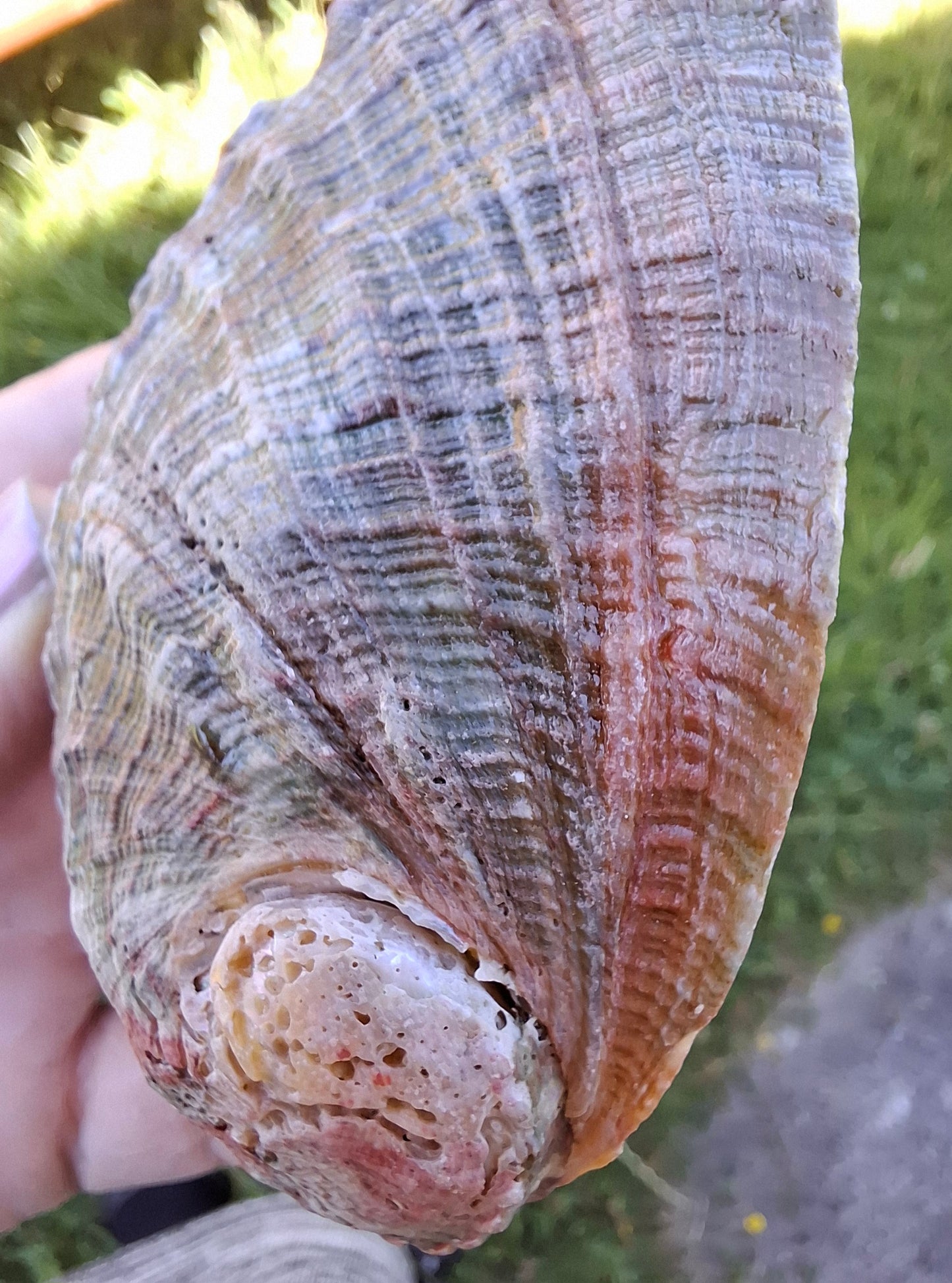 Abalone Shell, (Ref: SH1)