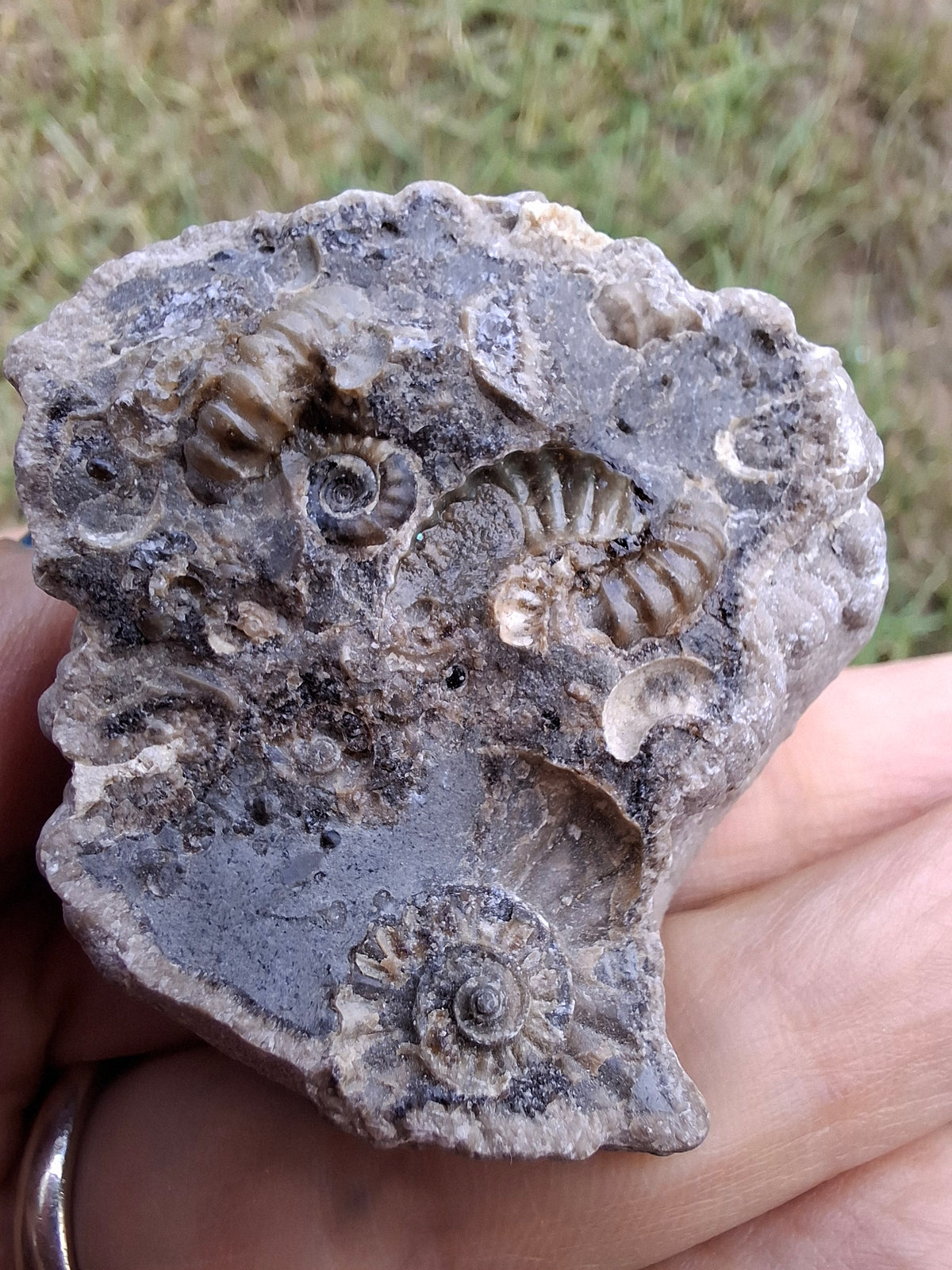 Ammonite Cluster, Fossil (Ref: ACL1)