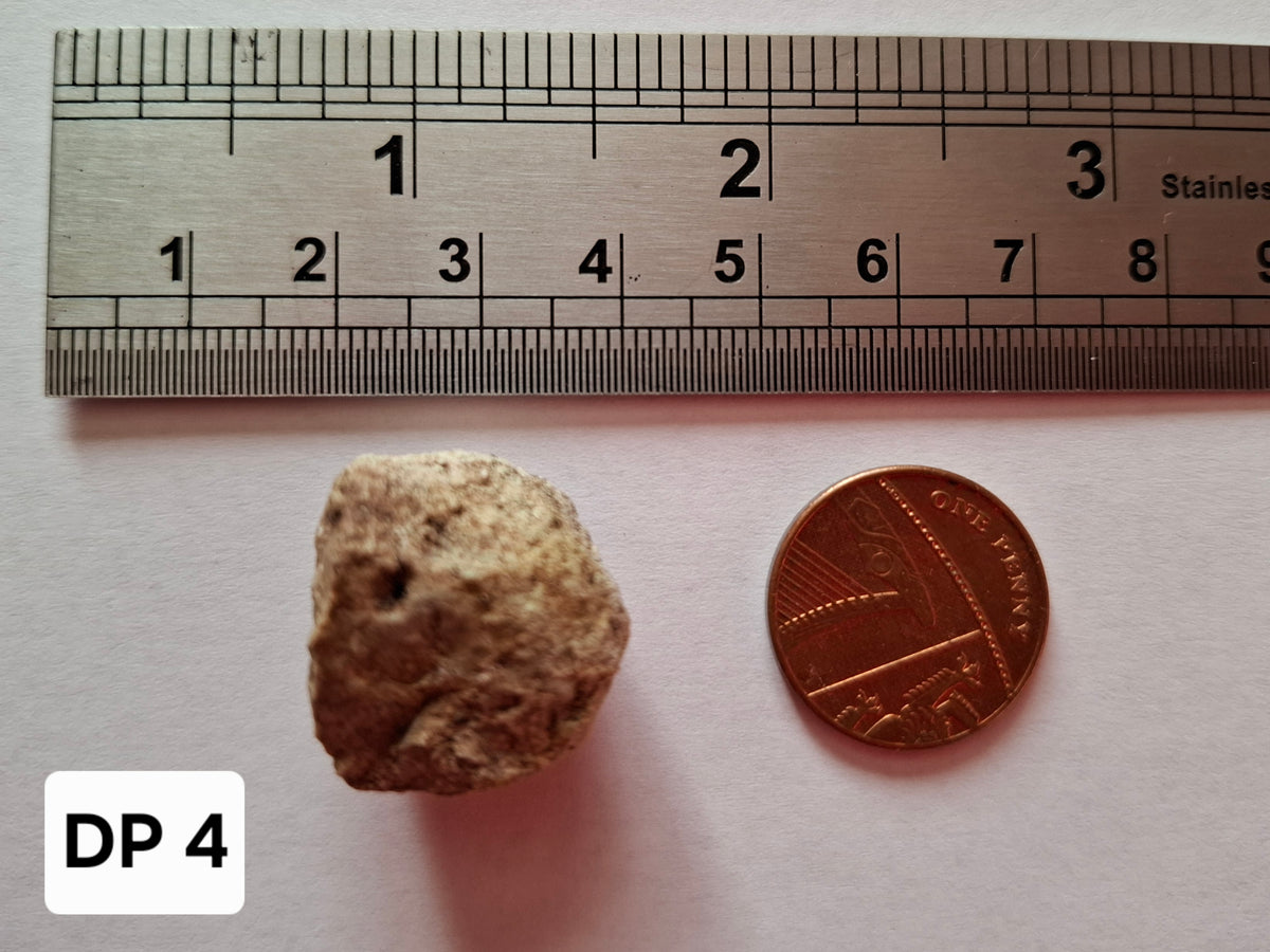 Sauropod Dinosaur Coprolite, 7.32g, Fossil (Ref: DP4)