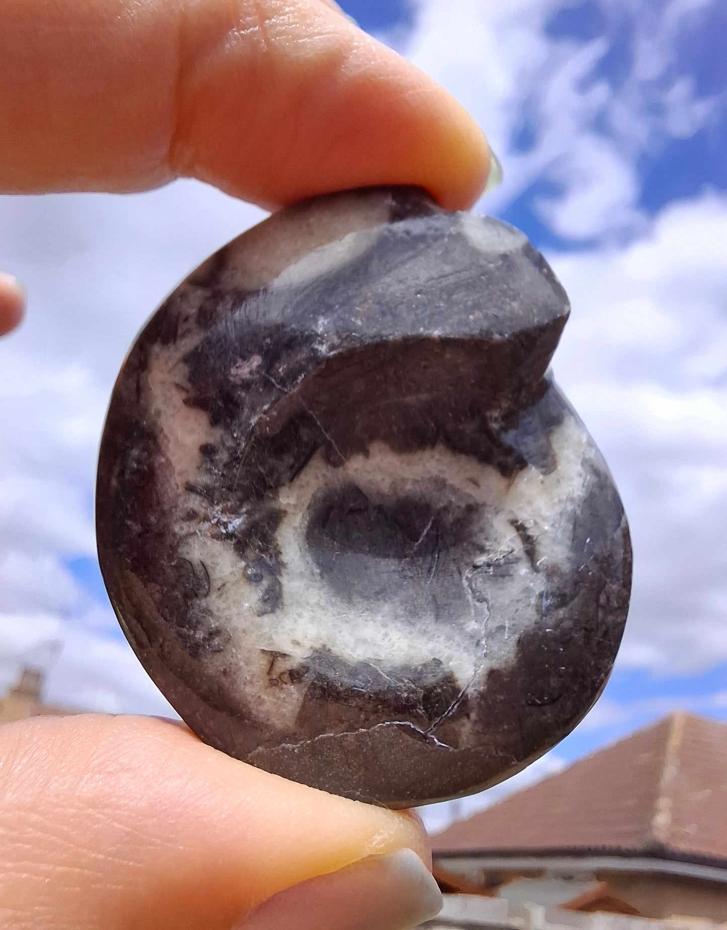 Goniatite, Fossil (Ref: GA6)