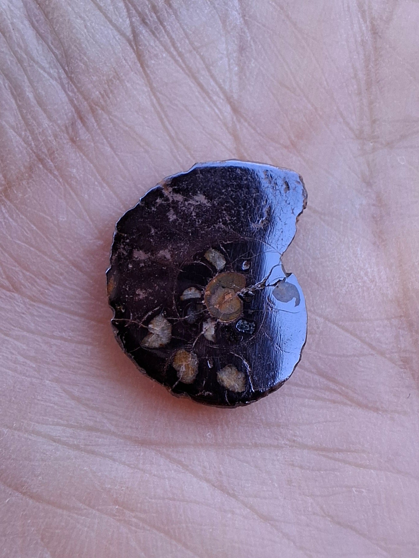 Small Haematite Ammonite HALF, 1.41g, Fossil (Ref: MA6)