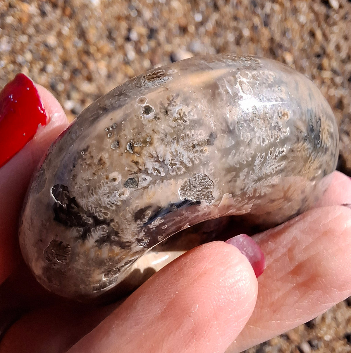 Polished Ammonite, Fossil (Ref: AMM1)