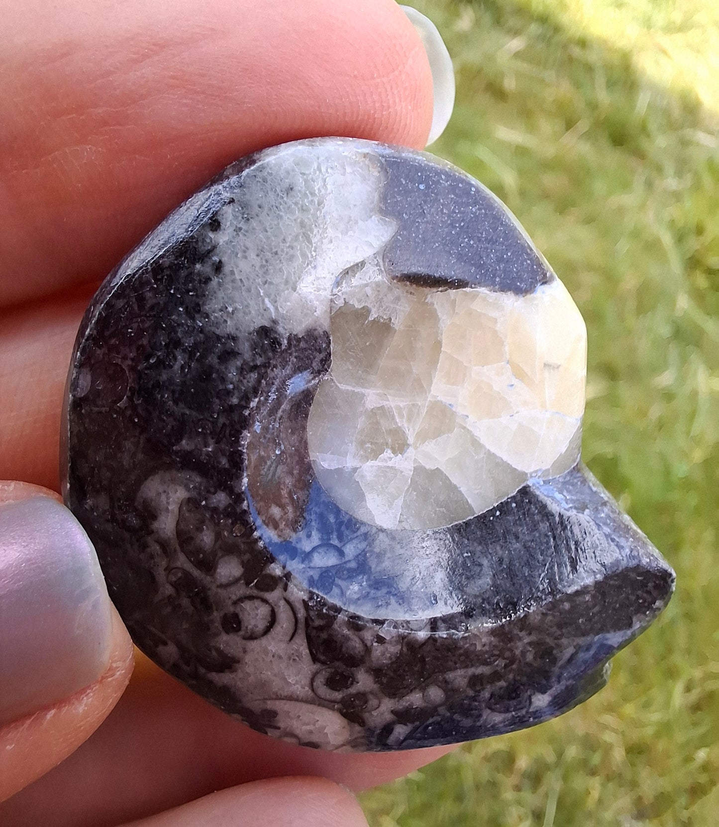 Goniatite, Fossil (Ref: GA7)