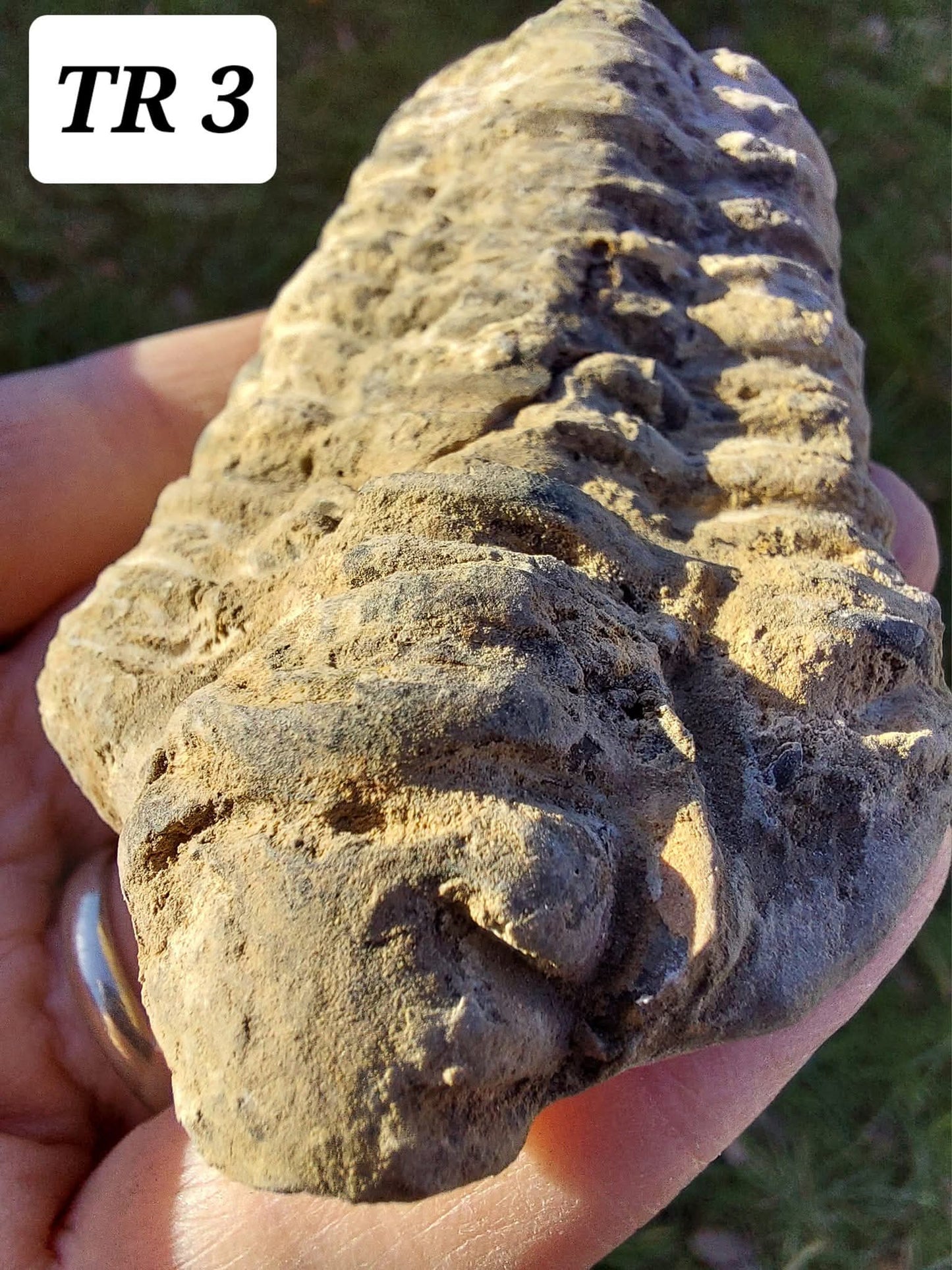 Trilobite (Flexicalymene), 83.86g, Fossil (Ref: TR3)