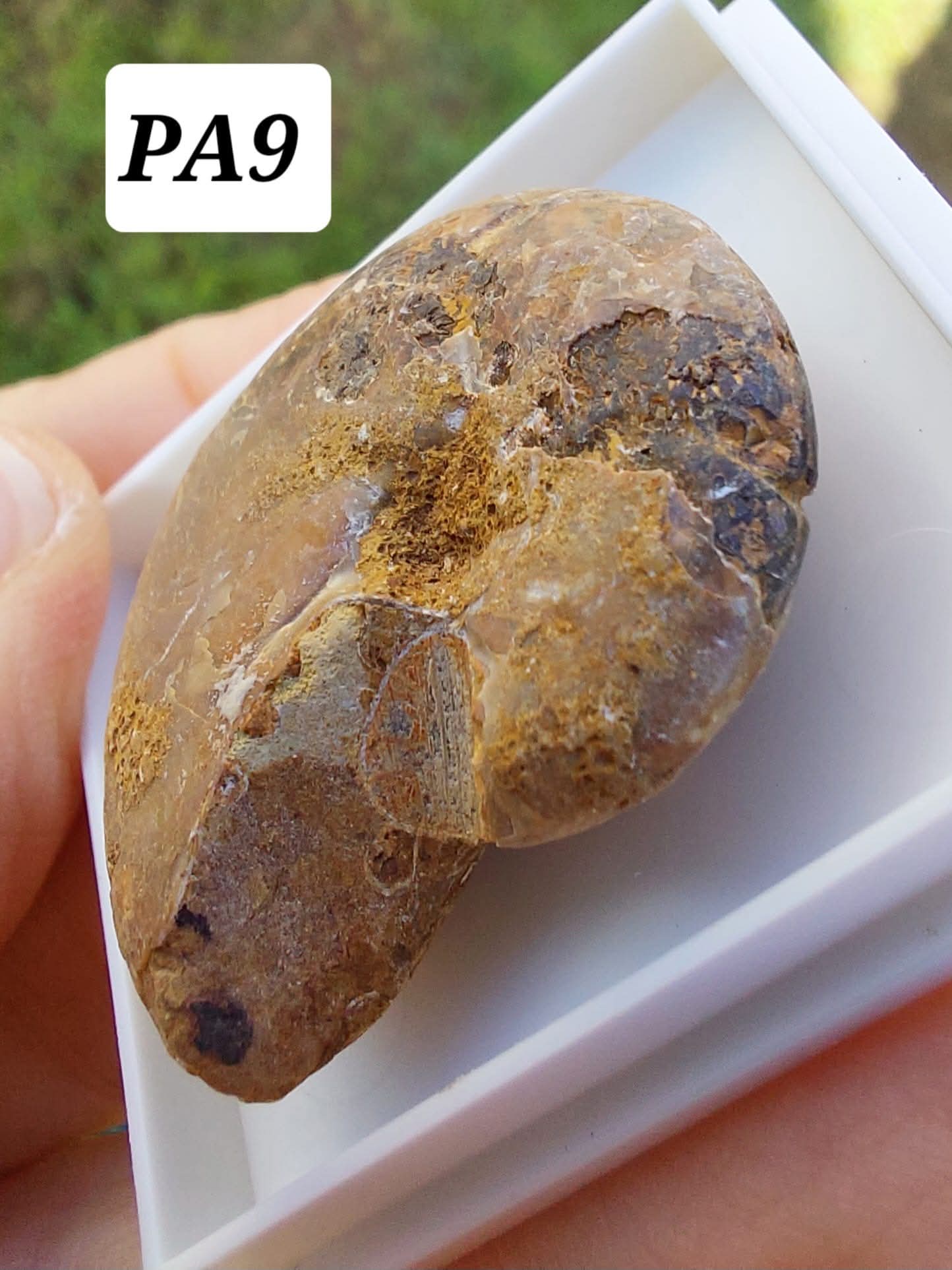 Phylloceras Ammonite, Fossil (Ref: PA9)