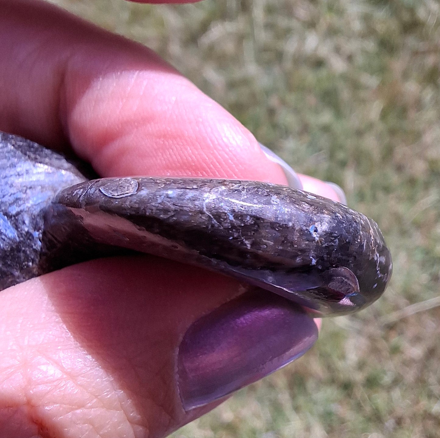 Goniatite, Fossil (Ref: GA8)