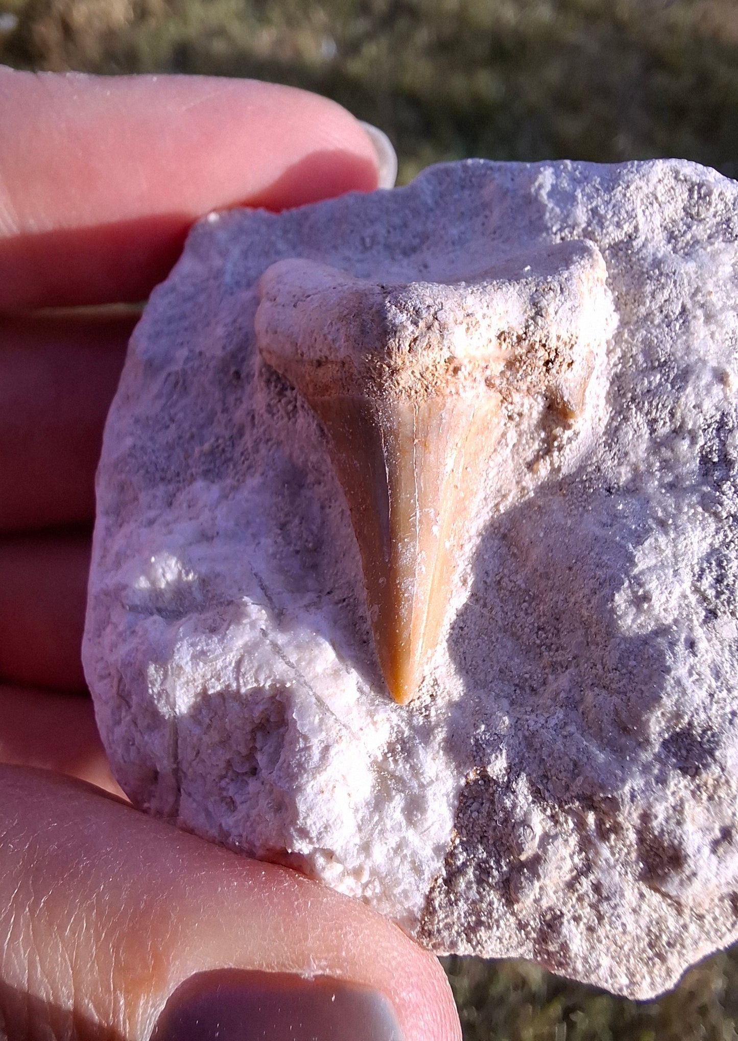 Otodus Shark Tooth in Rock, Fossil (Ref: OT2)