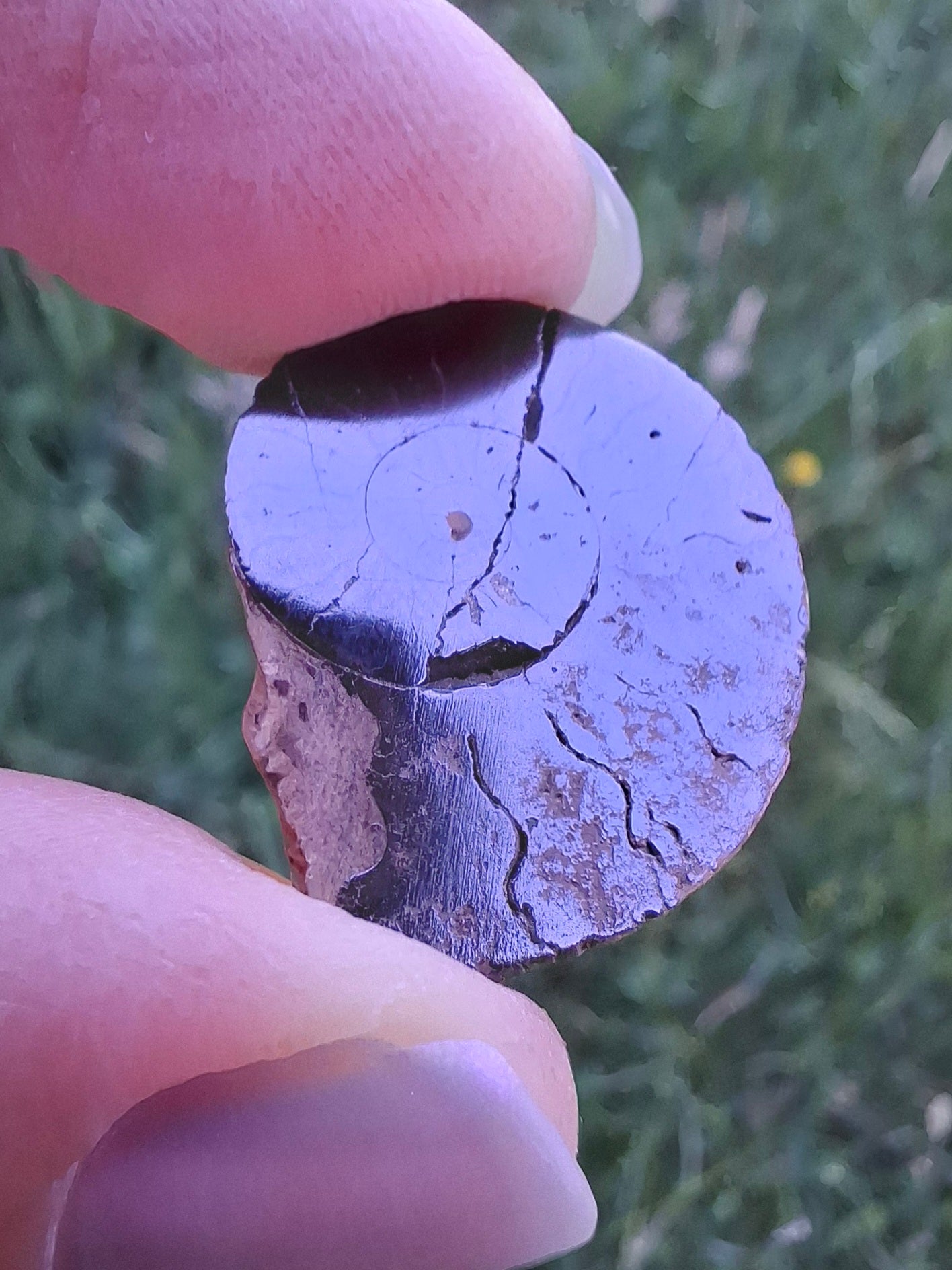 Small Haematite Ammonite HALF, 2.24g, Fossil (Ref: MA10)