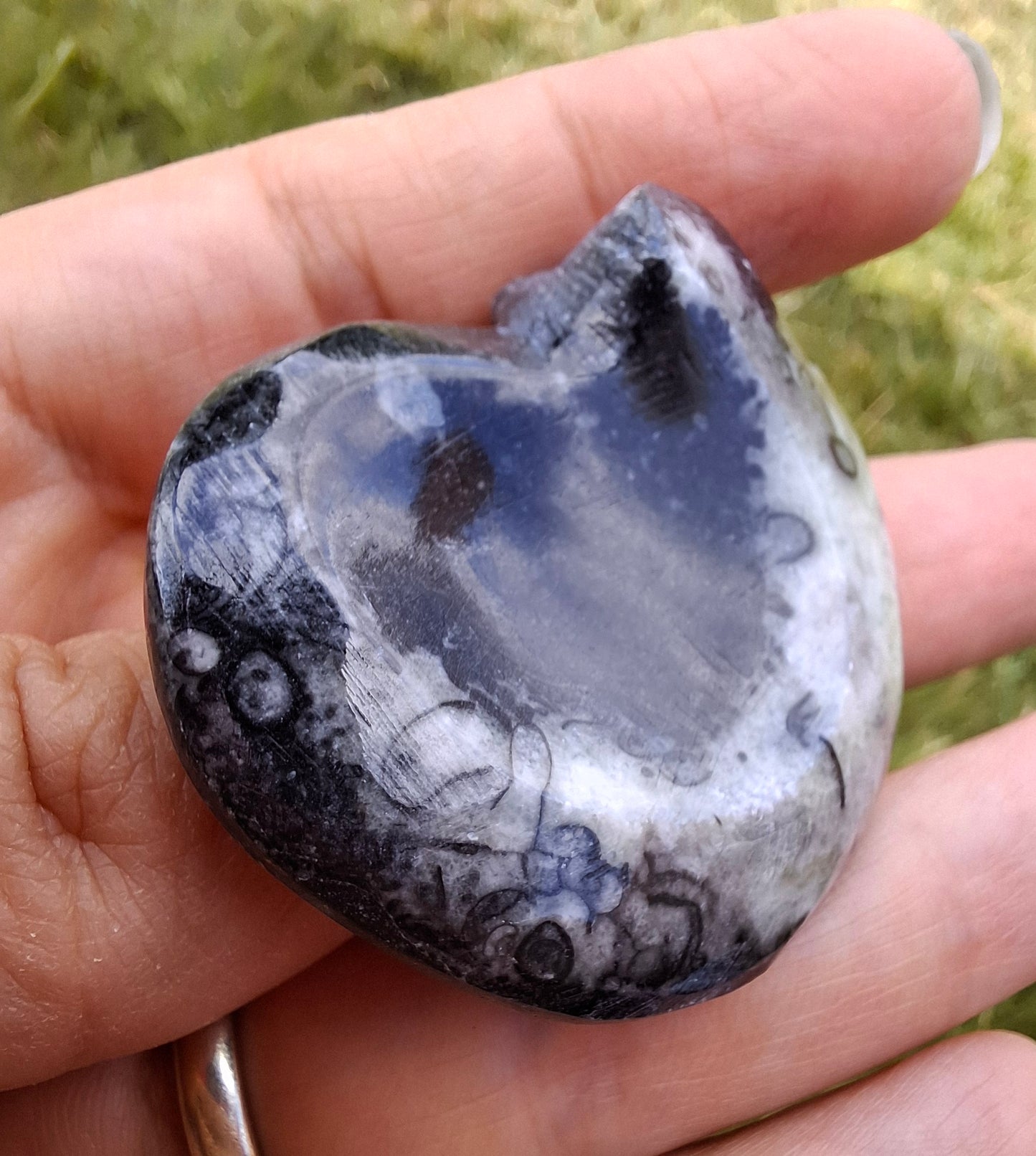 Goniatite, Fossil (Ref: GA4)