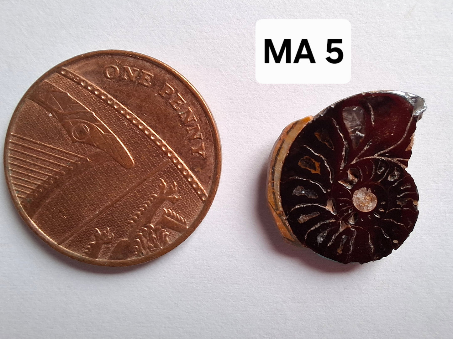 Small Haematite Ammonite HALF, 1.32g, Fossil (Ref: MA5)