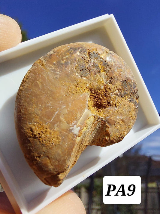 Phylloceras Ammonite, Fossil (Ref: PA9)