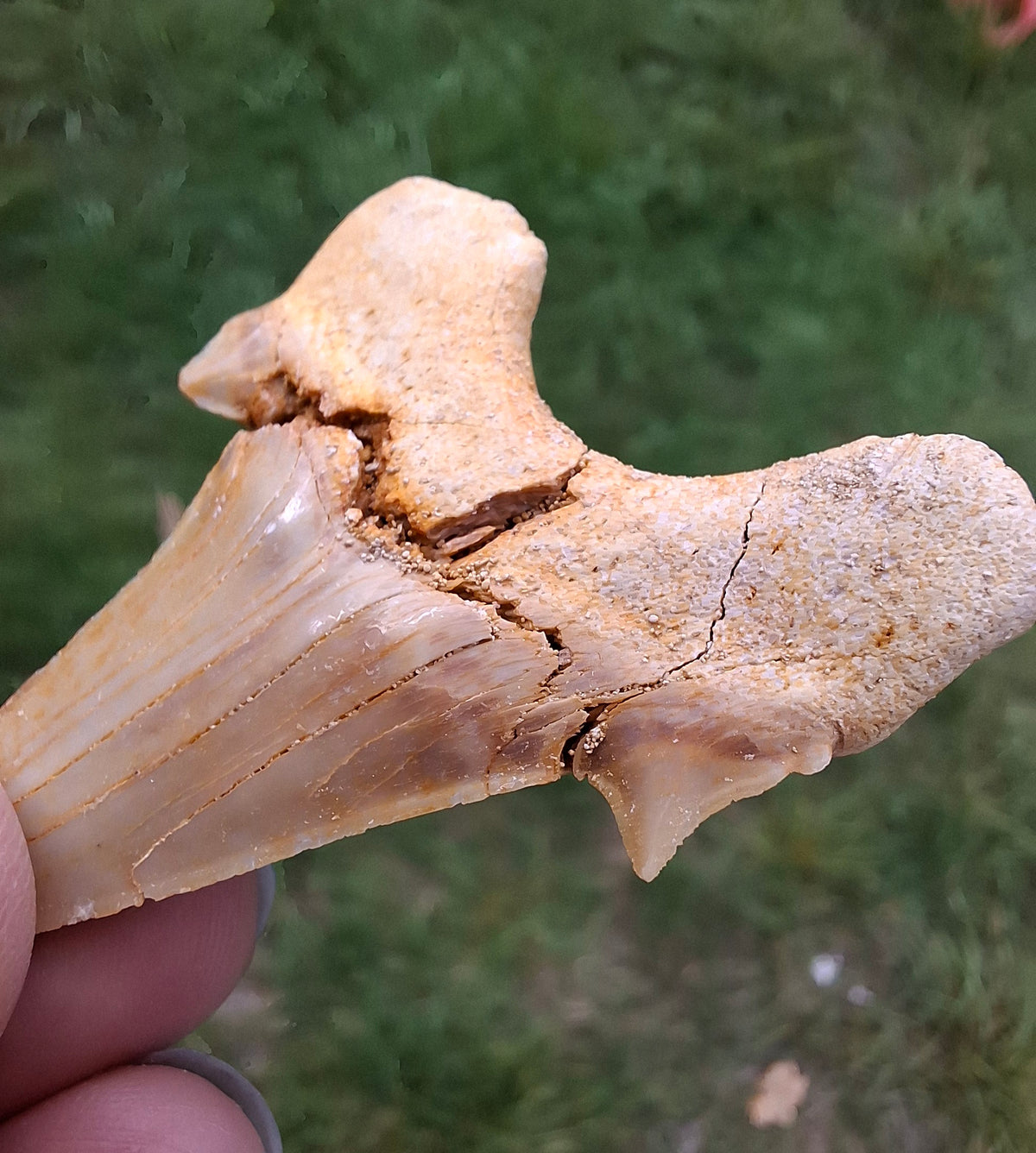Otodus Shark Tooth, Fossil (Ref: OT6)