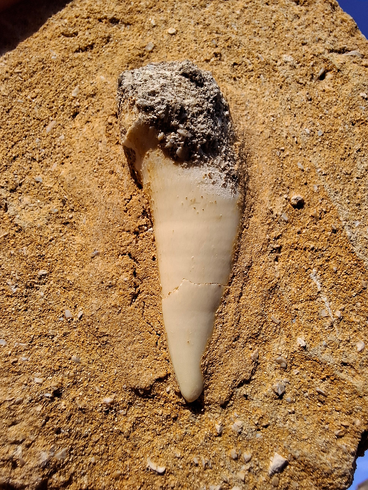 Enchodus Sabre Tooth, Fossil (Ref: ES6)