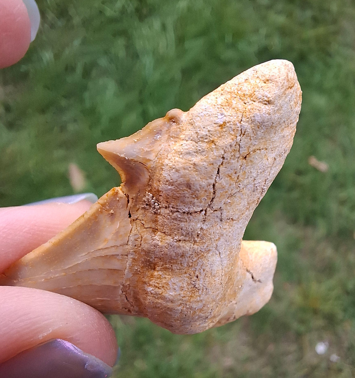 Otodus Shark Tooth, Fossil (Ref: OT6)